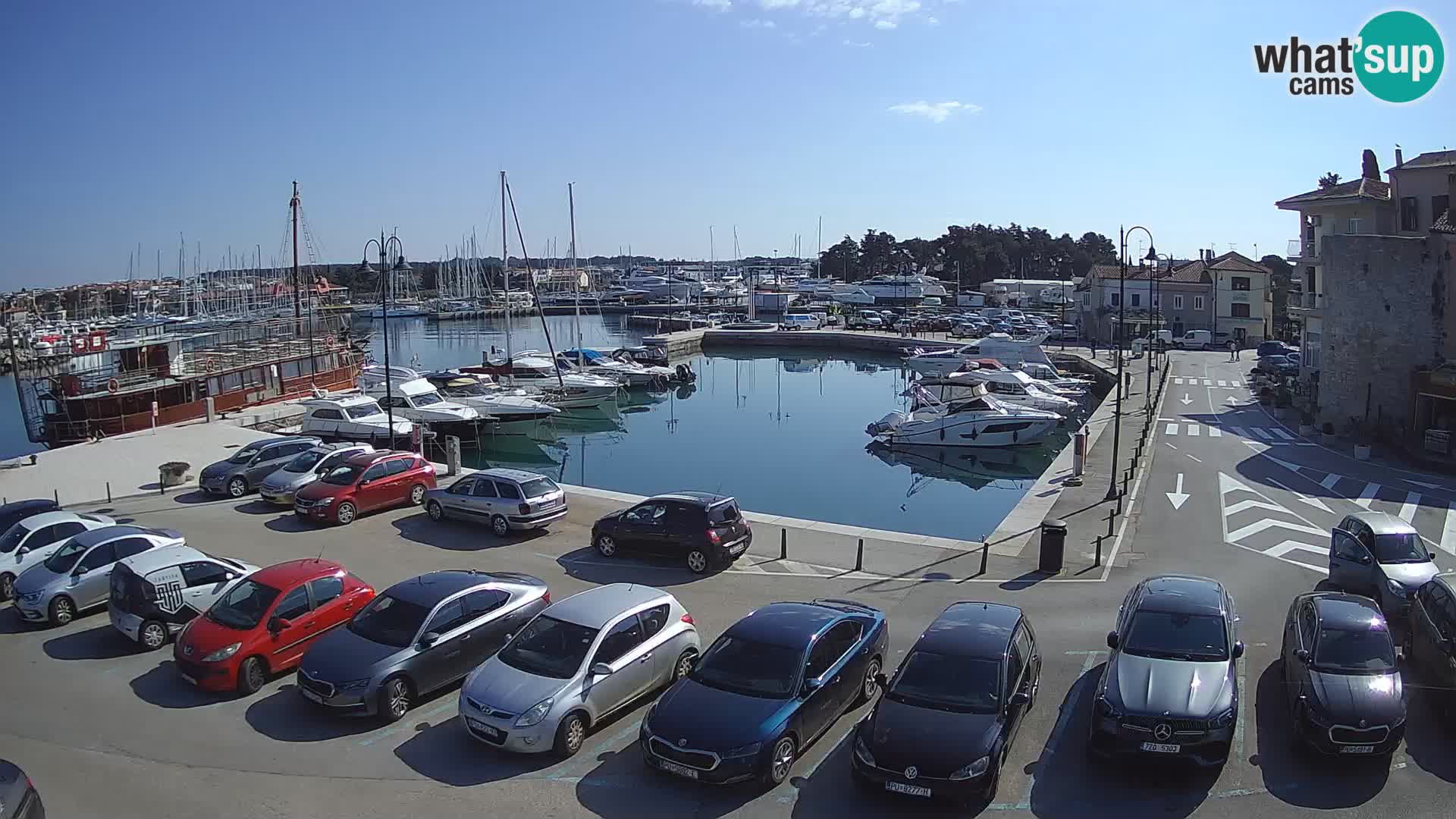 Novigrad | Porporela marina