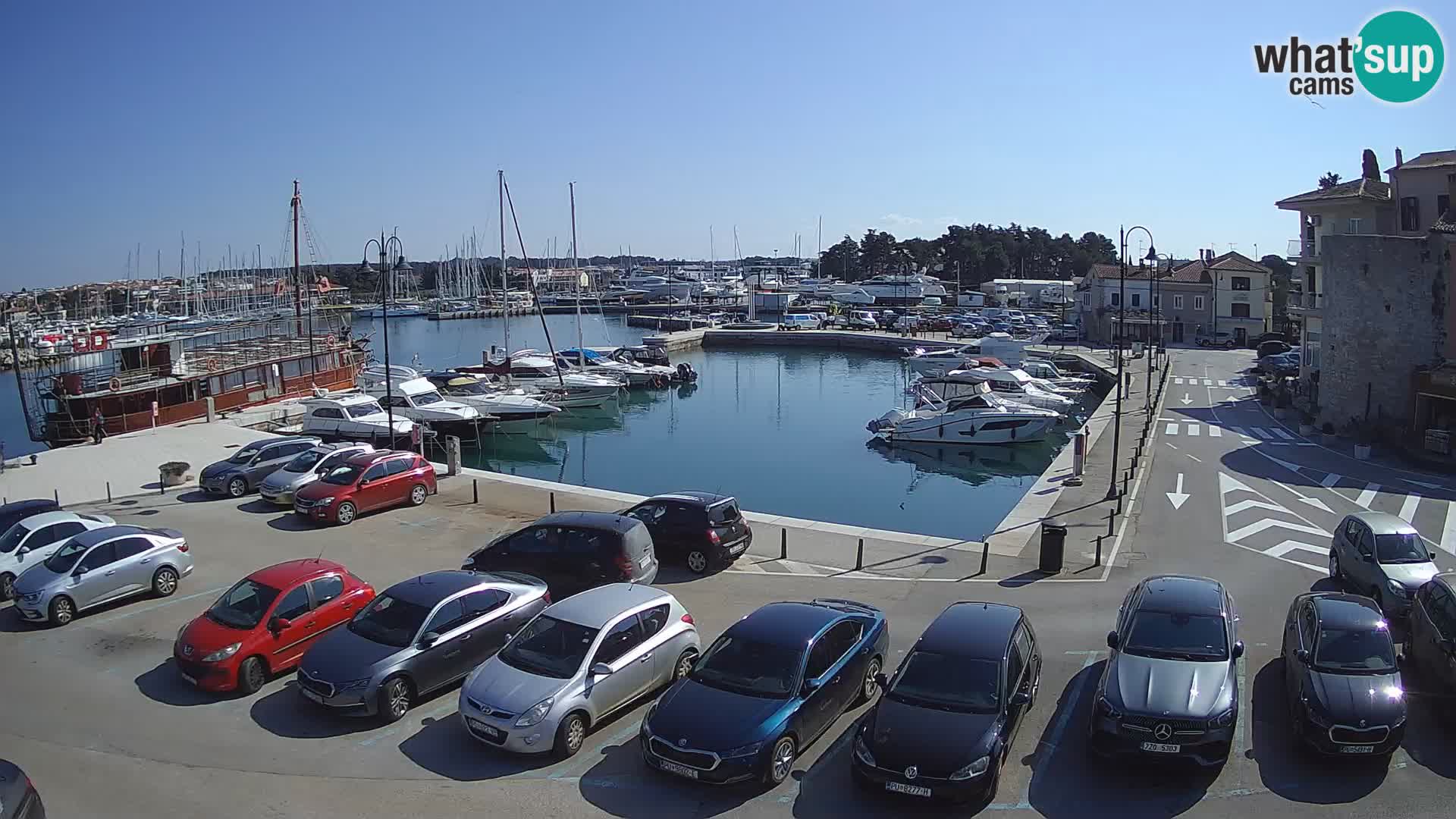 Novigrad | Porporela marina