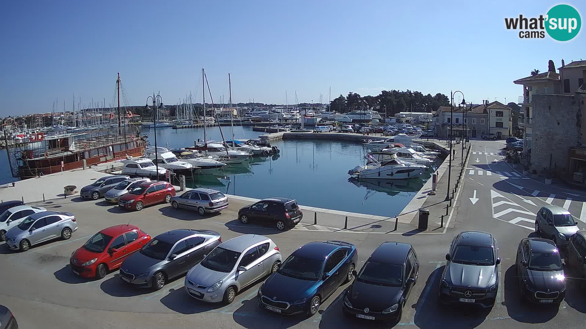 Novigrad | Porporela marina