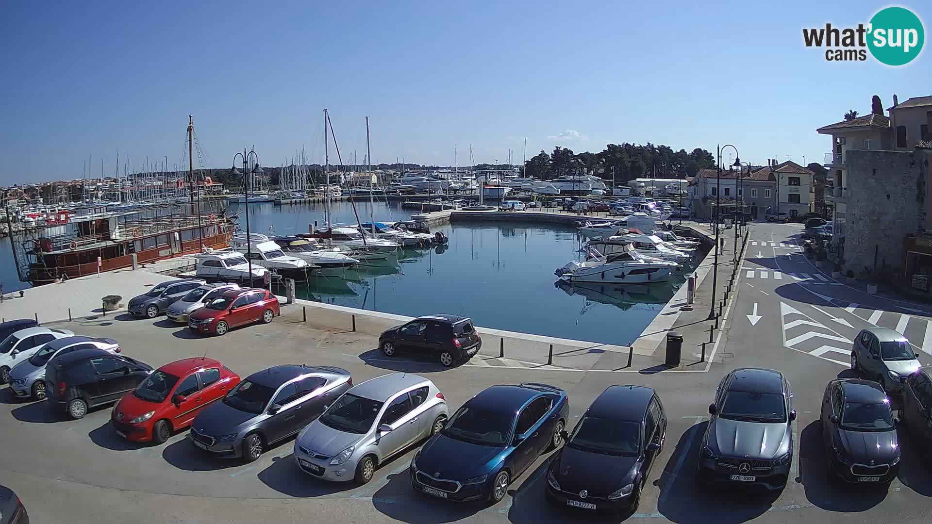 Novigrad | Porporela marina