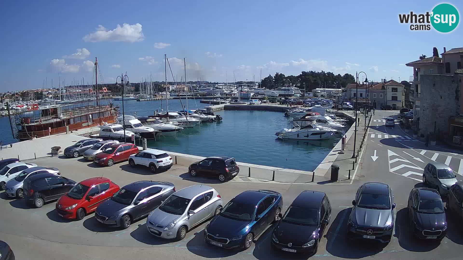 Novigrad | Porporela marina