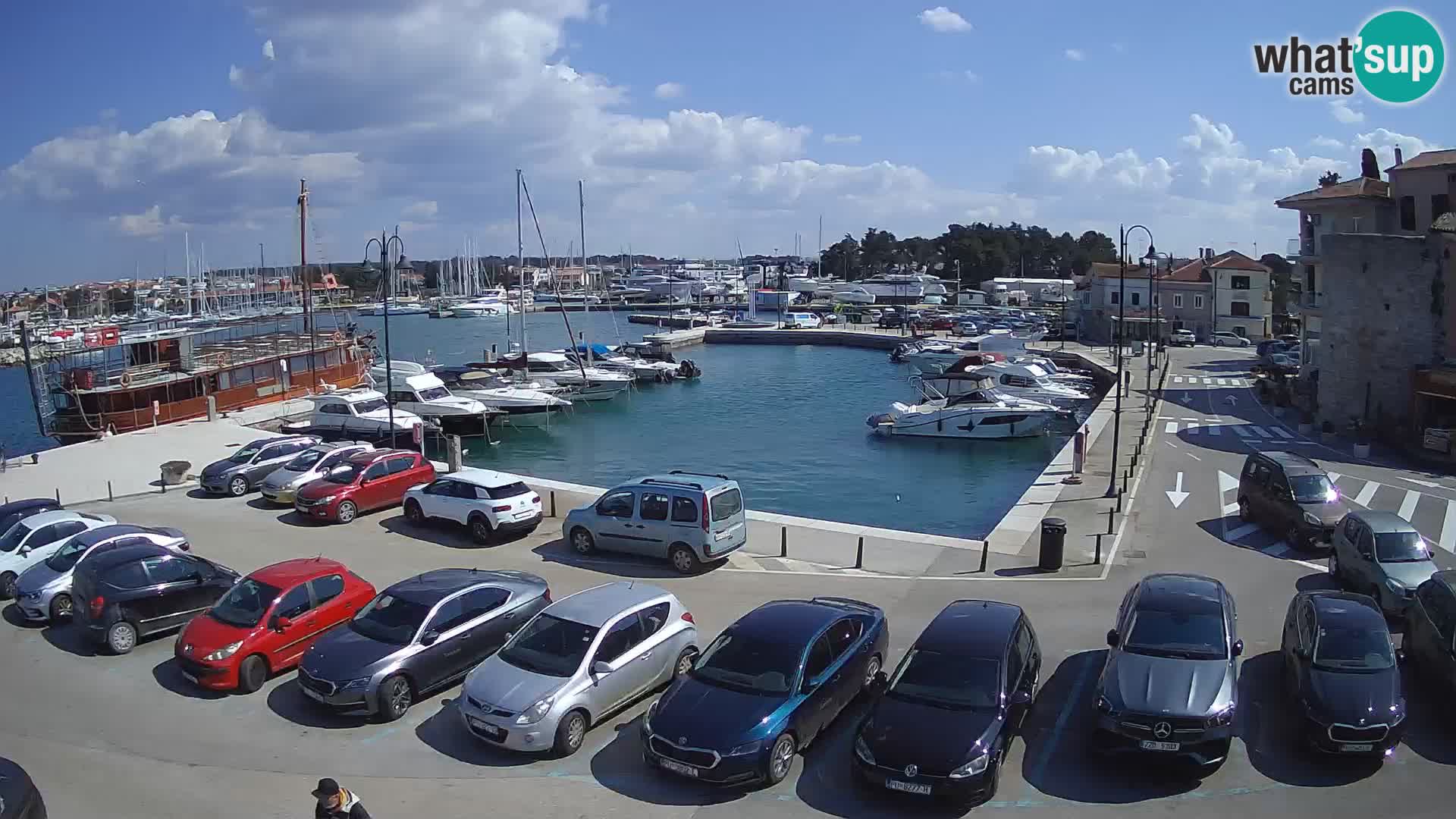 Novigrad | Porporela marina