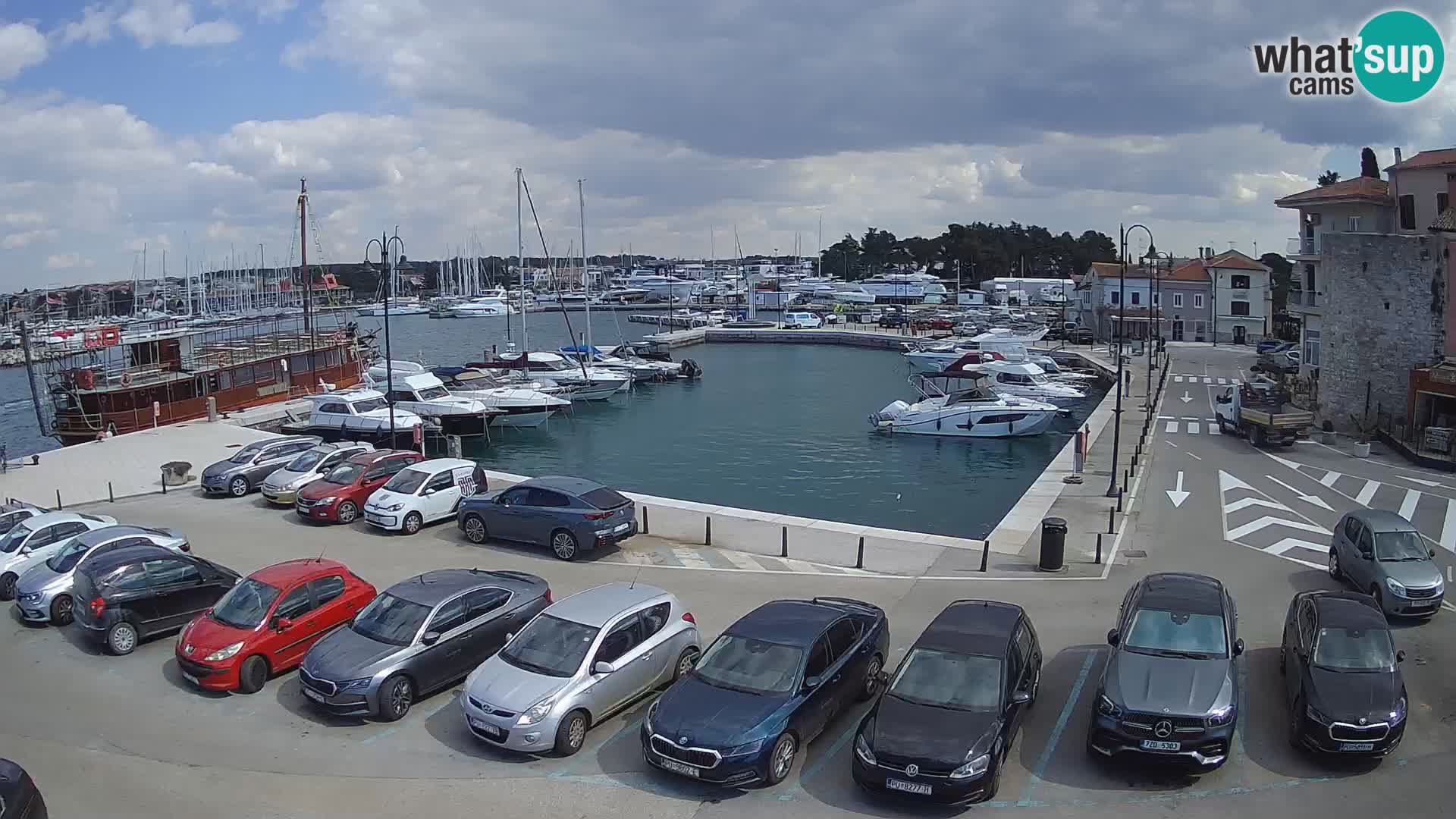 Novigrad | Porporela marina