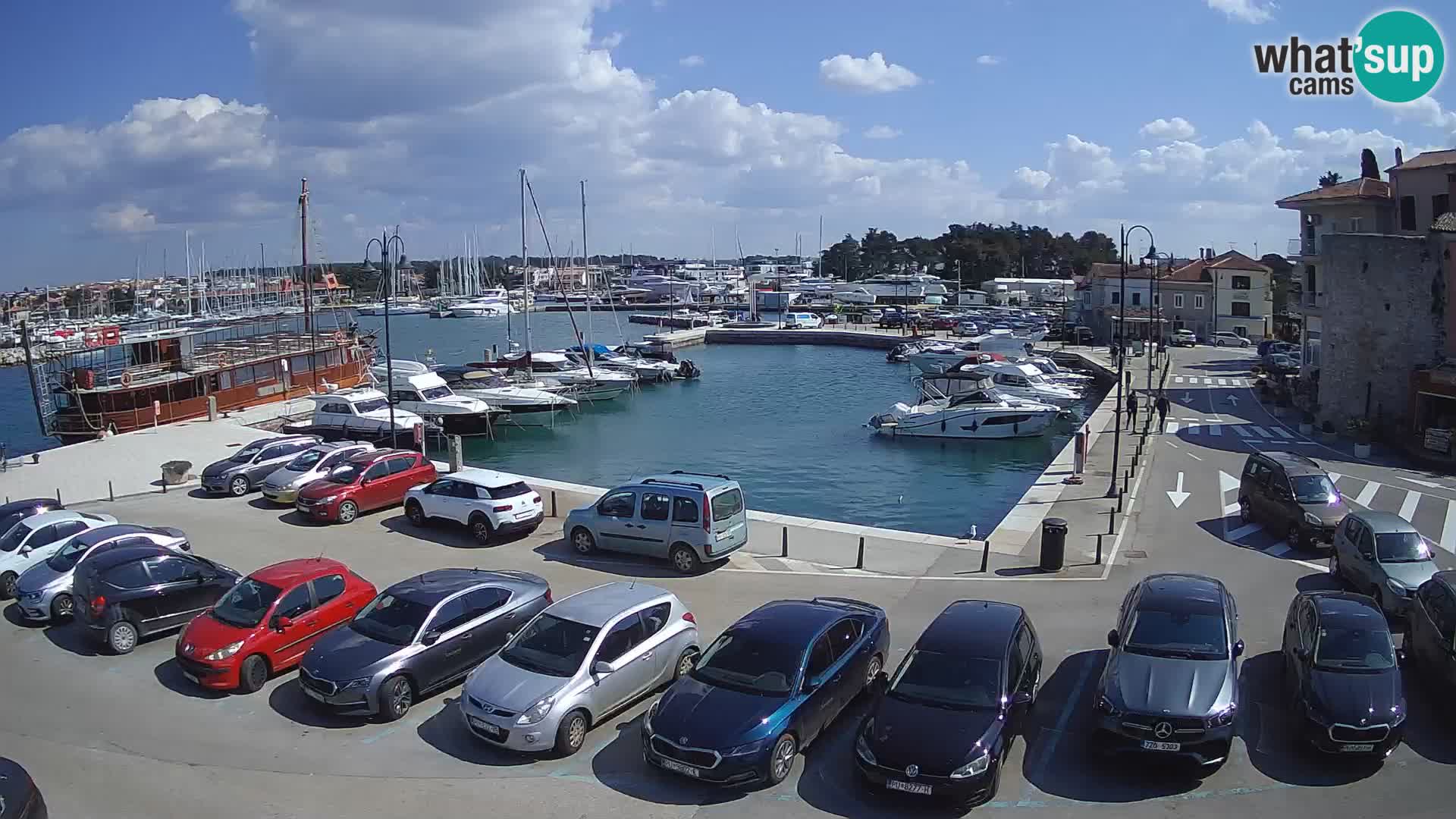 Novigrad | Porporela marina