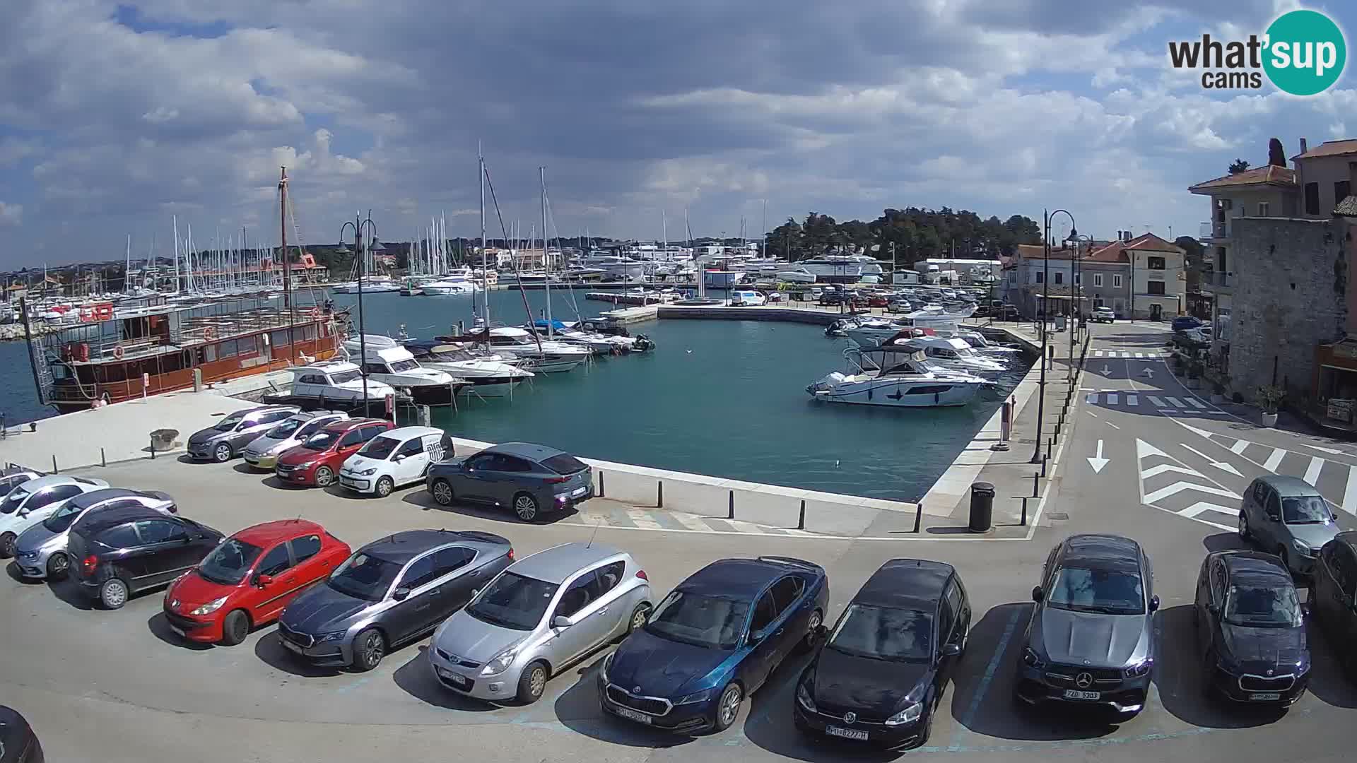 Novigrad | Porporela marina