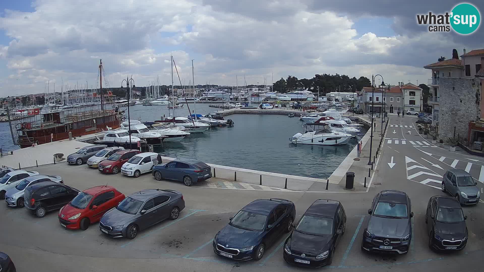 Novigrad | Porporela marina