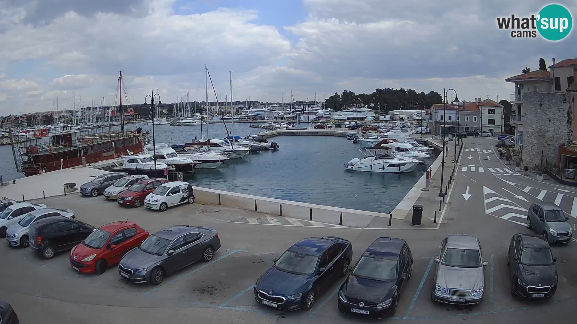 Novigrad | Porporela marina