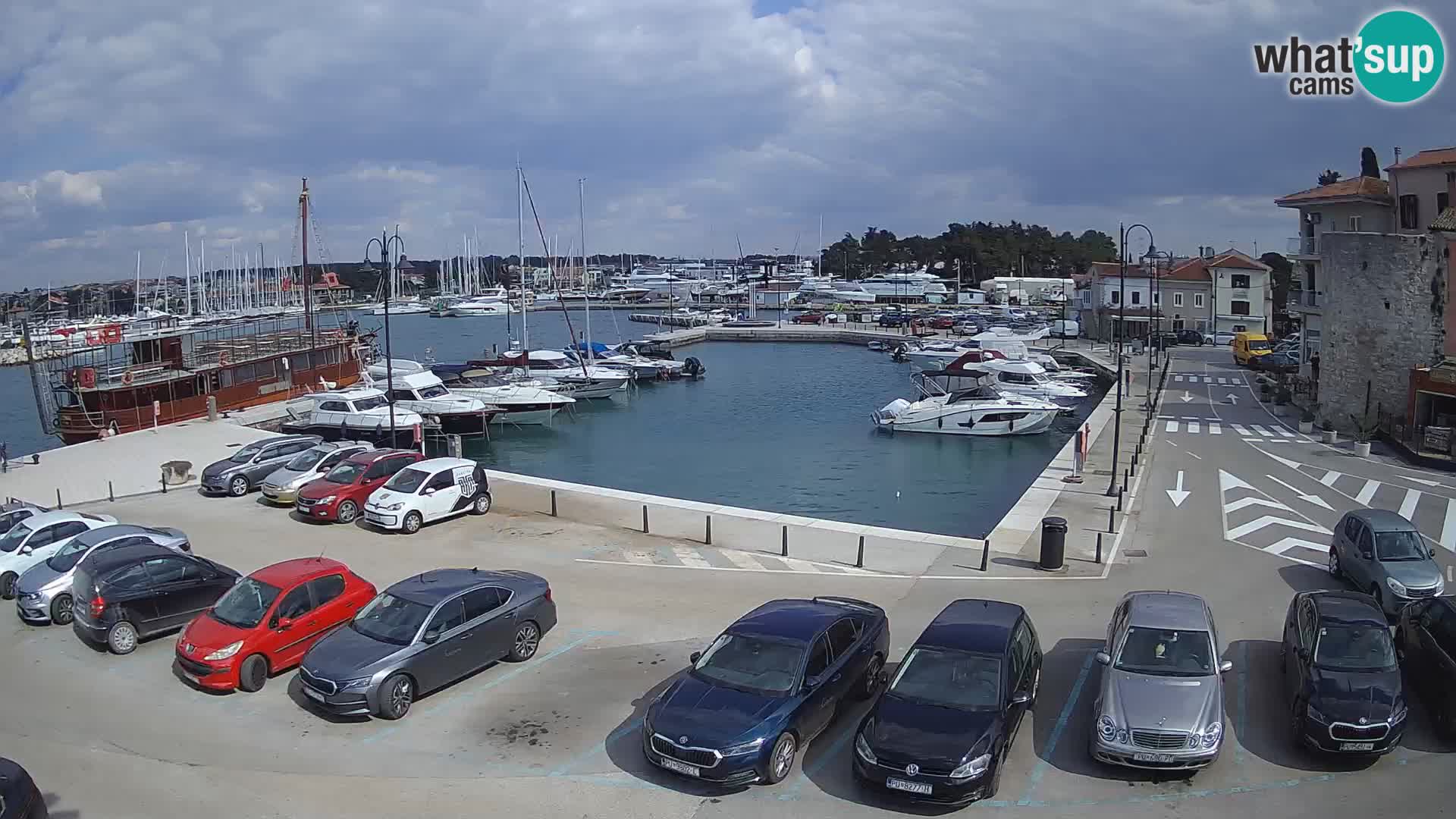 Novigrad | Porporela marina
