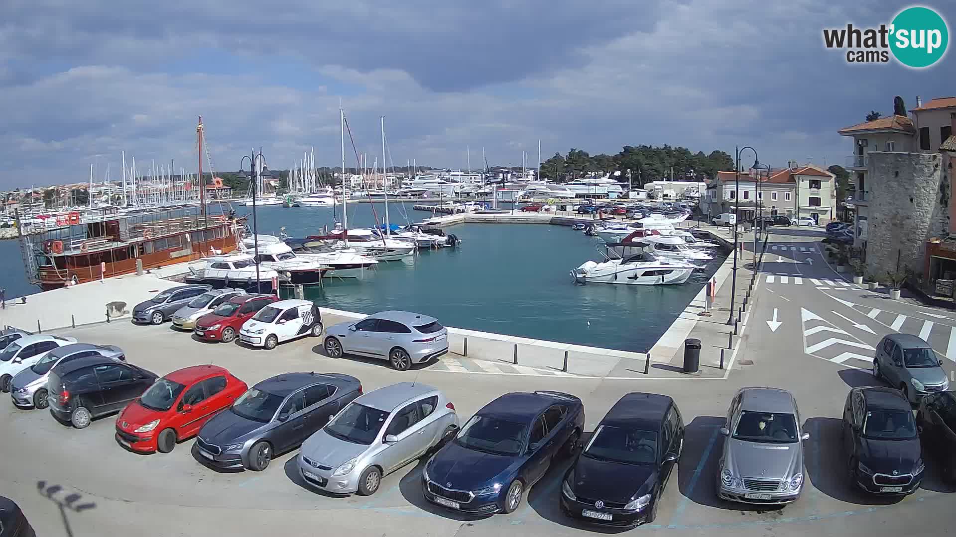 Novigrad | Porporela marina