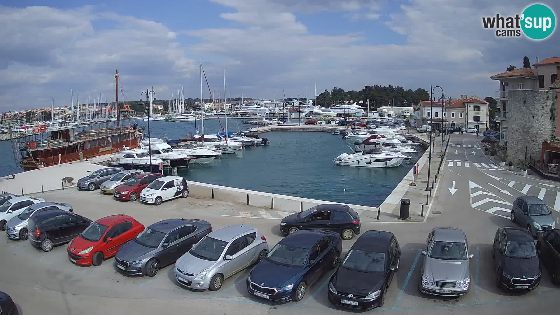 Novigrad | Porporela marina