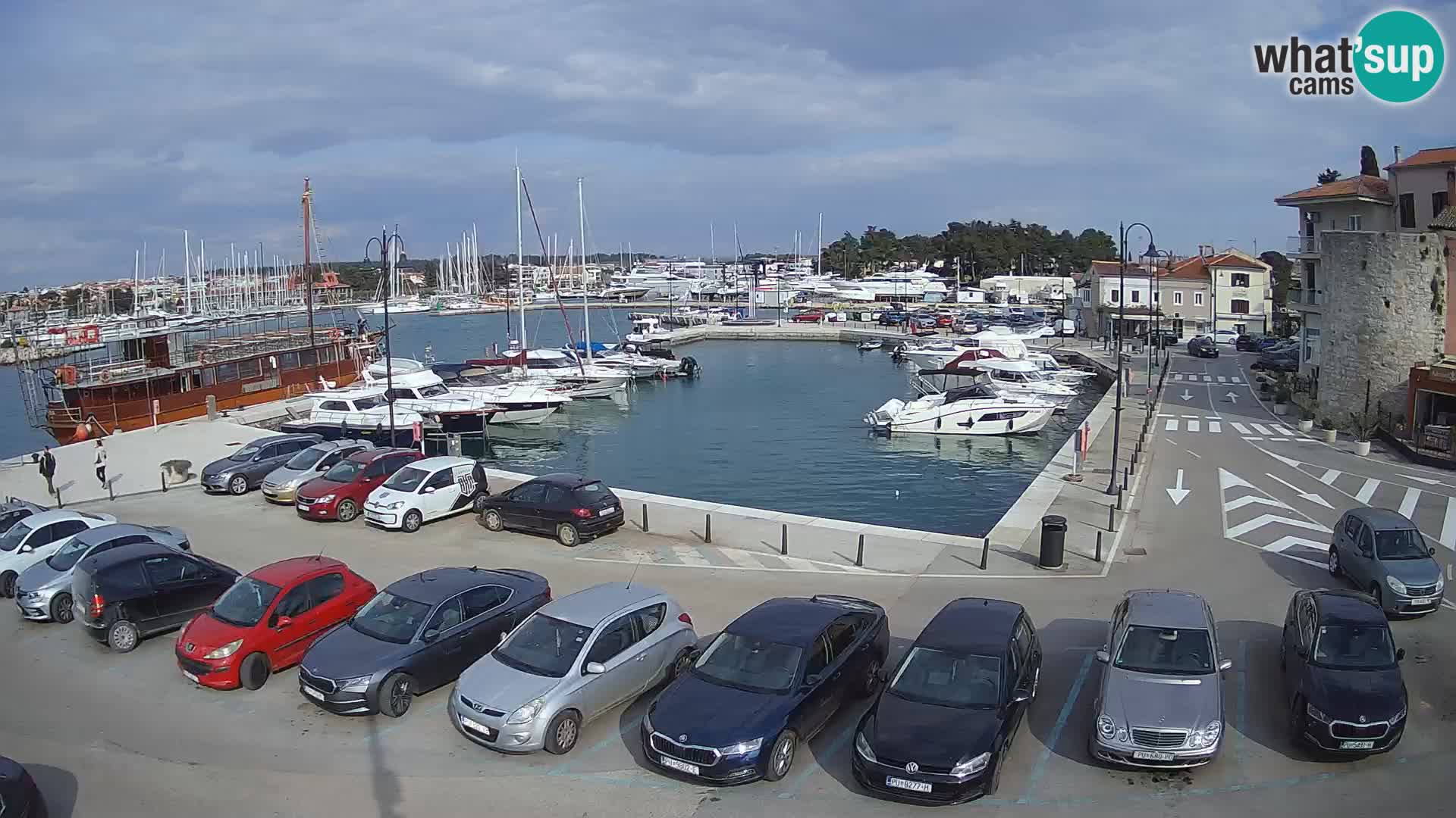 Novigrad | Porporela marina