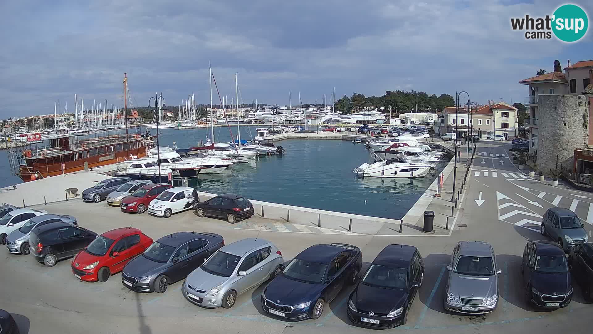 Novigrad | Porporela marina