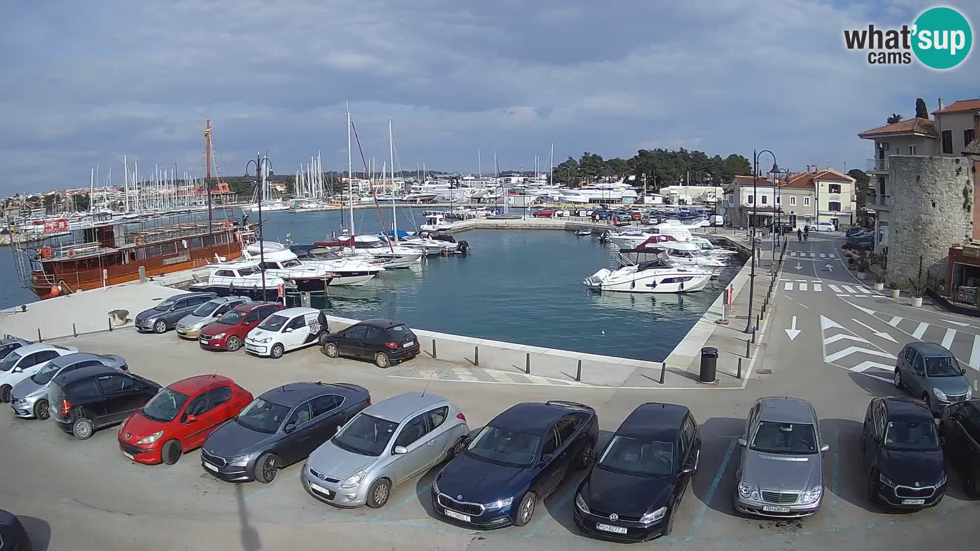Novigrad | Porporela marina