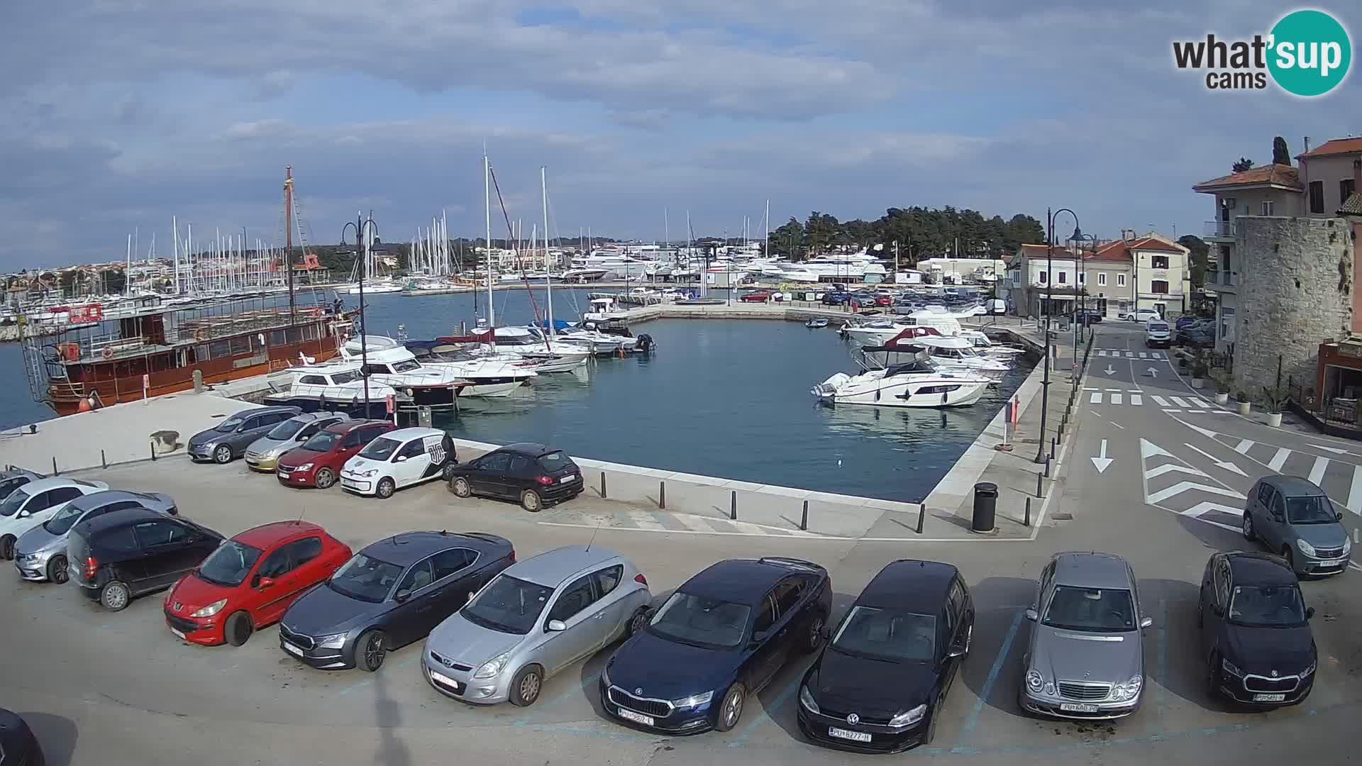 Novigrad | Porporela marina