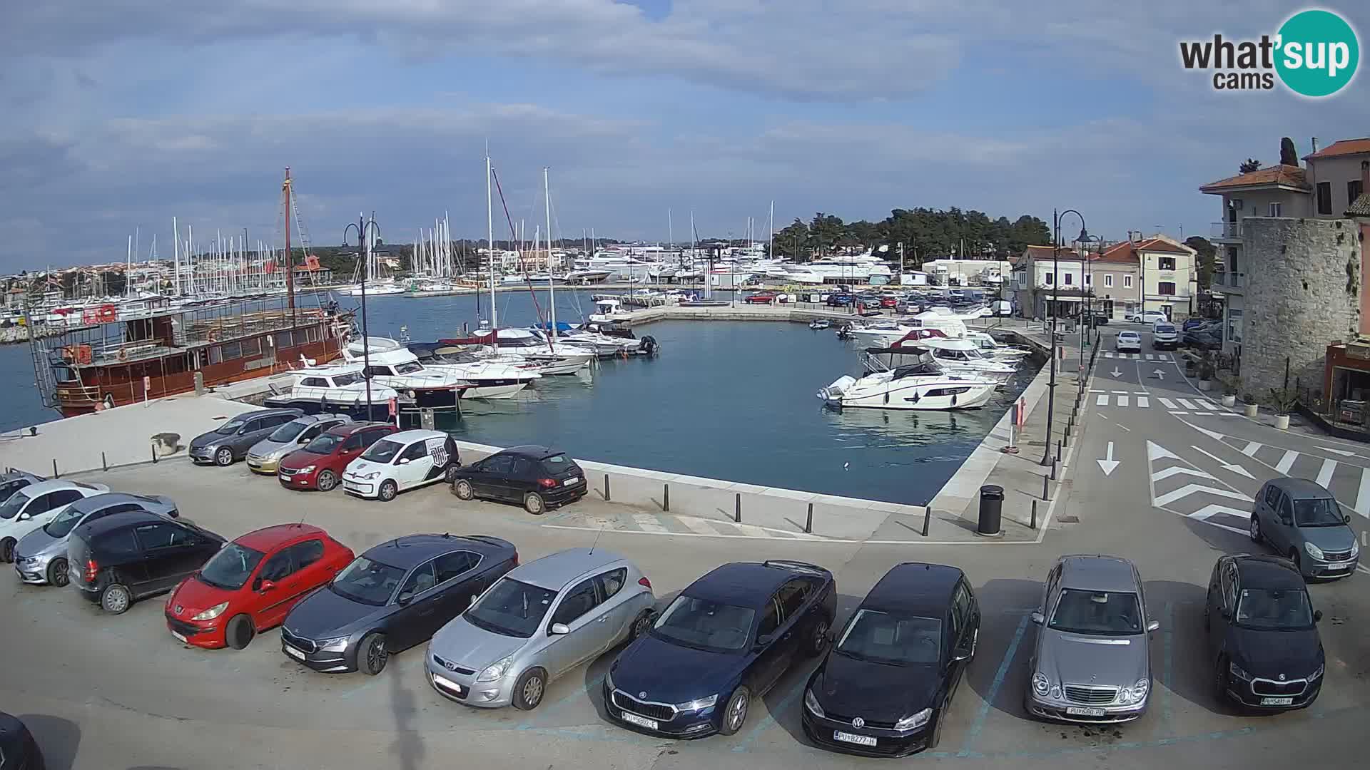 Novigrad | Porporela marina