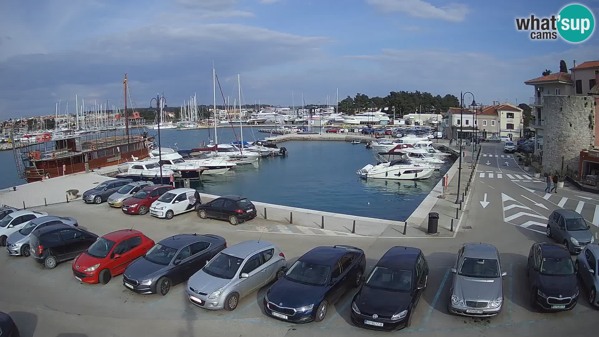 Novigrad | Porporela marina