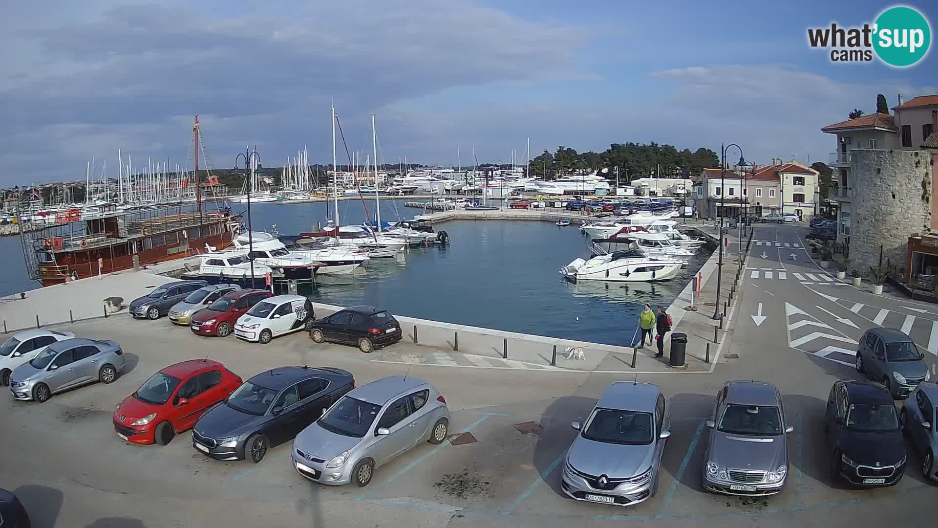 Novigrad | Porporela marina