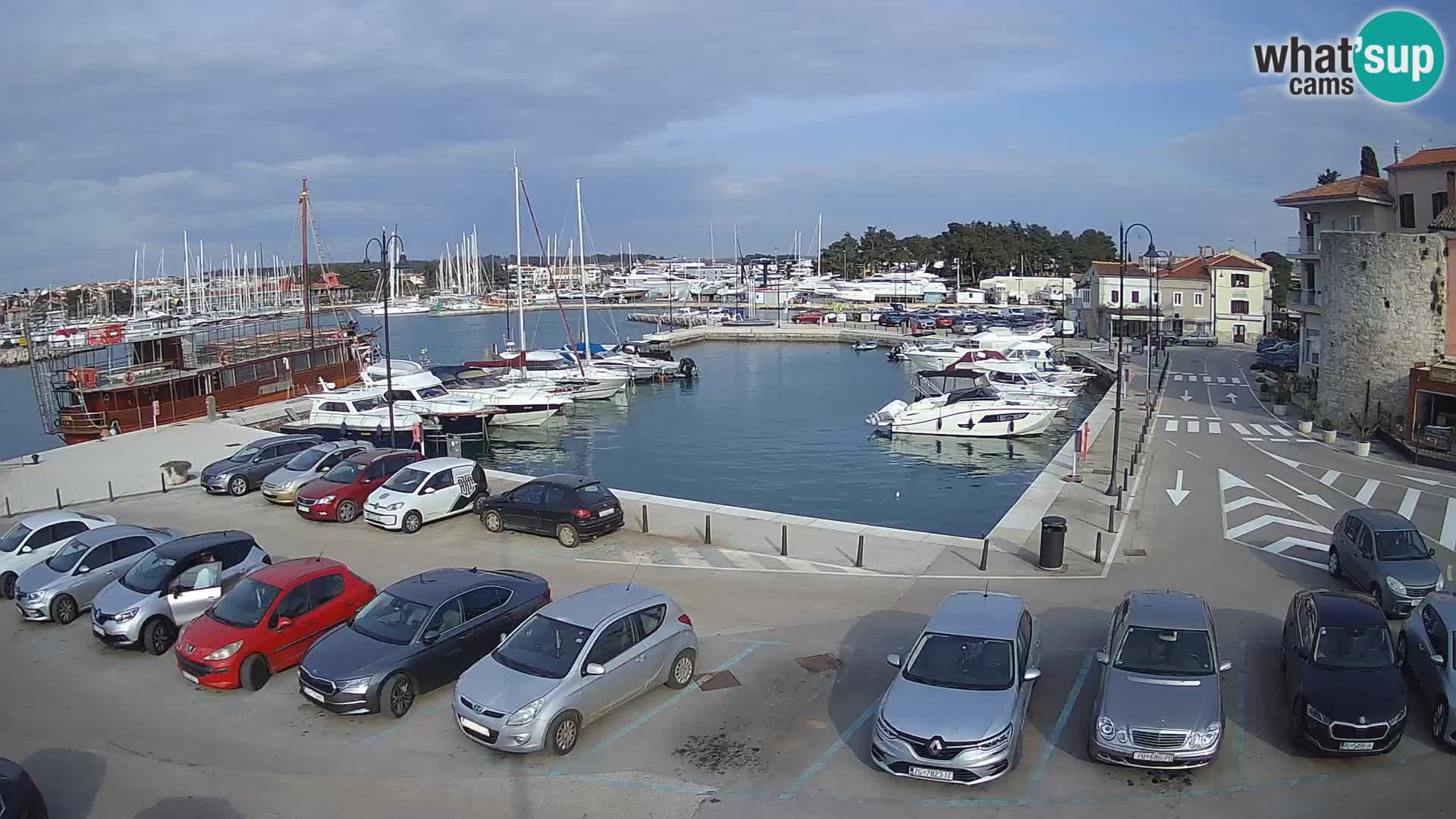 Novigrad | Porporela marina