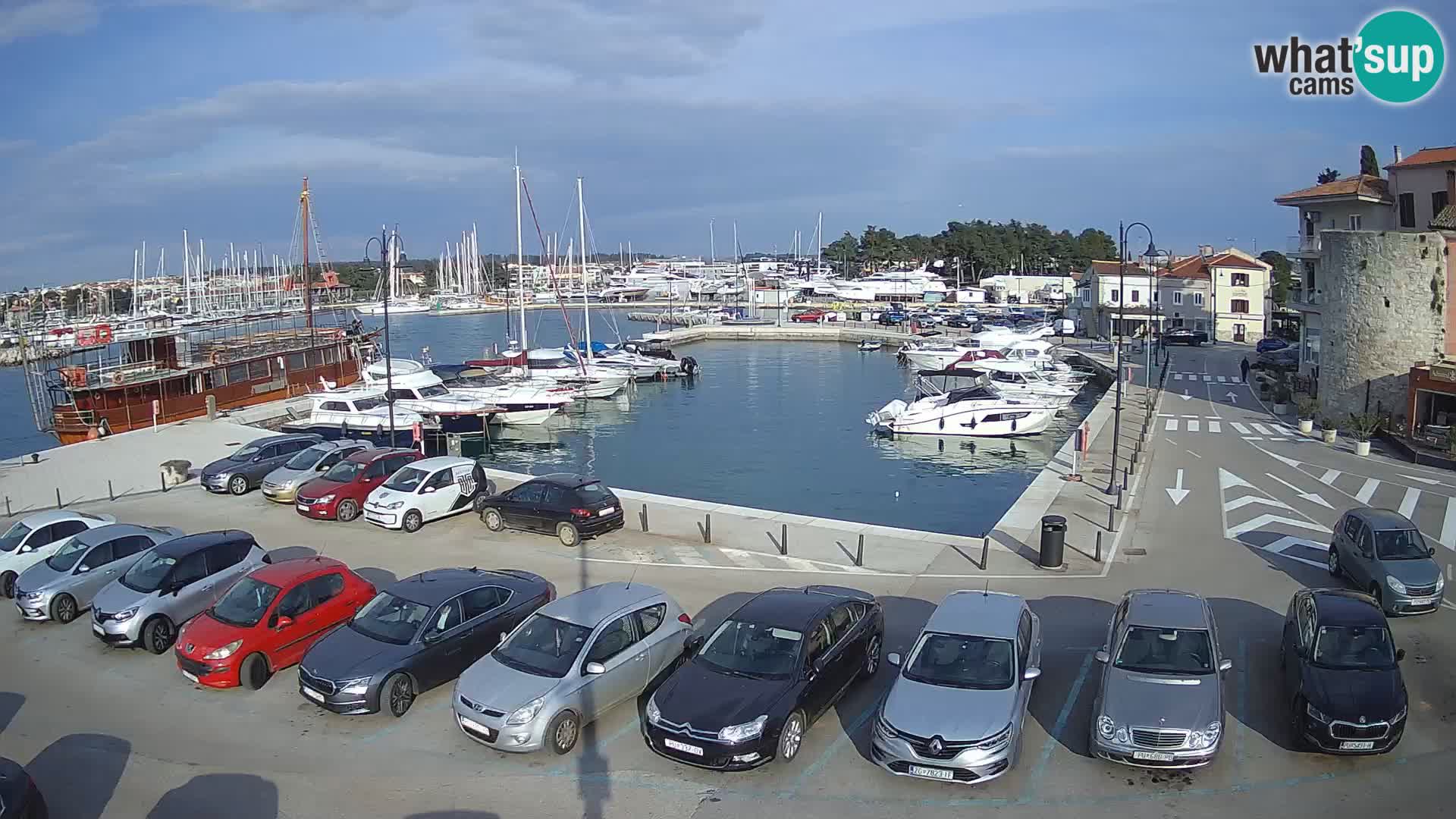 Novigrad | Porporela marina