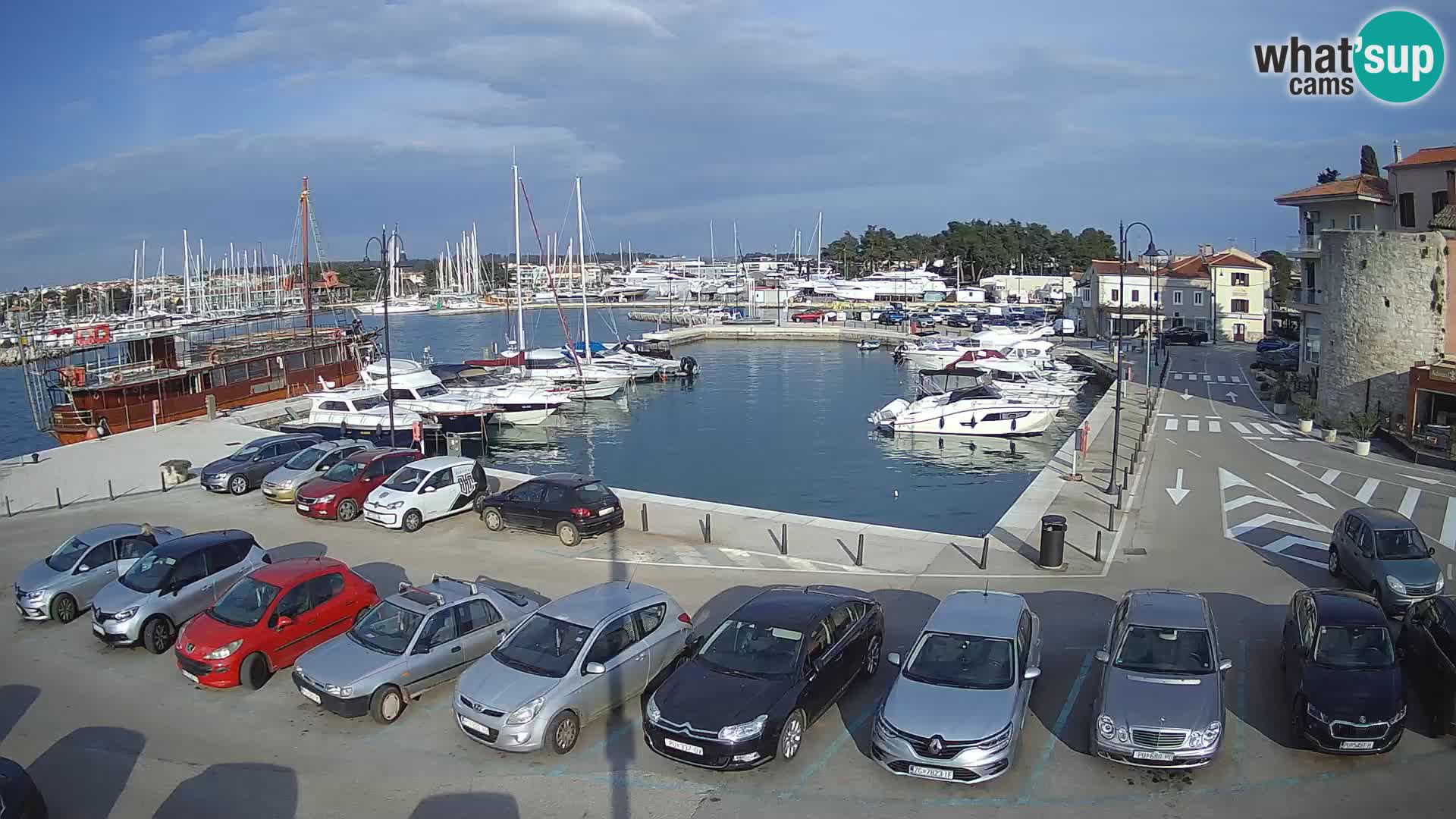 Novigrad | Porporela marina