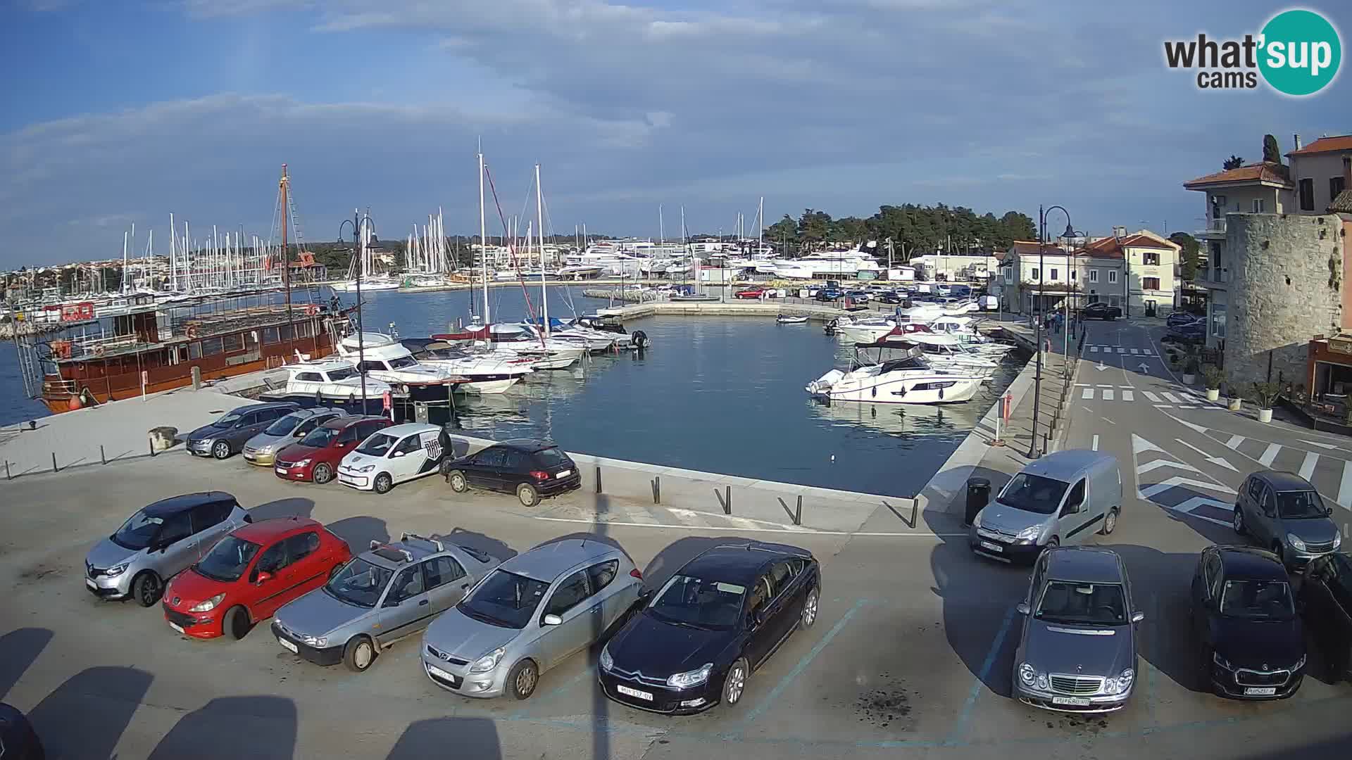 Novigrad | Porporela marina