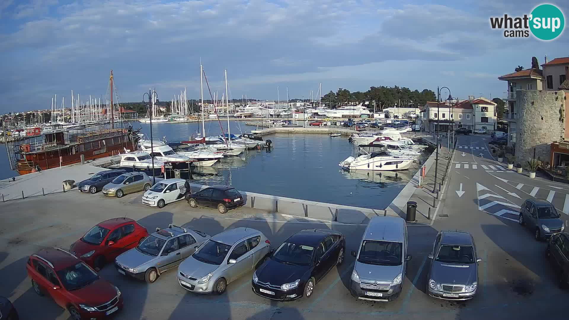 Novigrad | Porporela marina