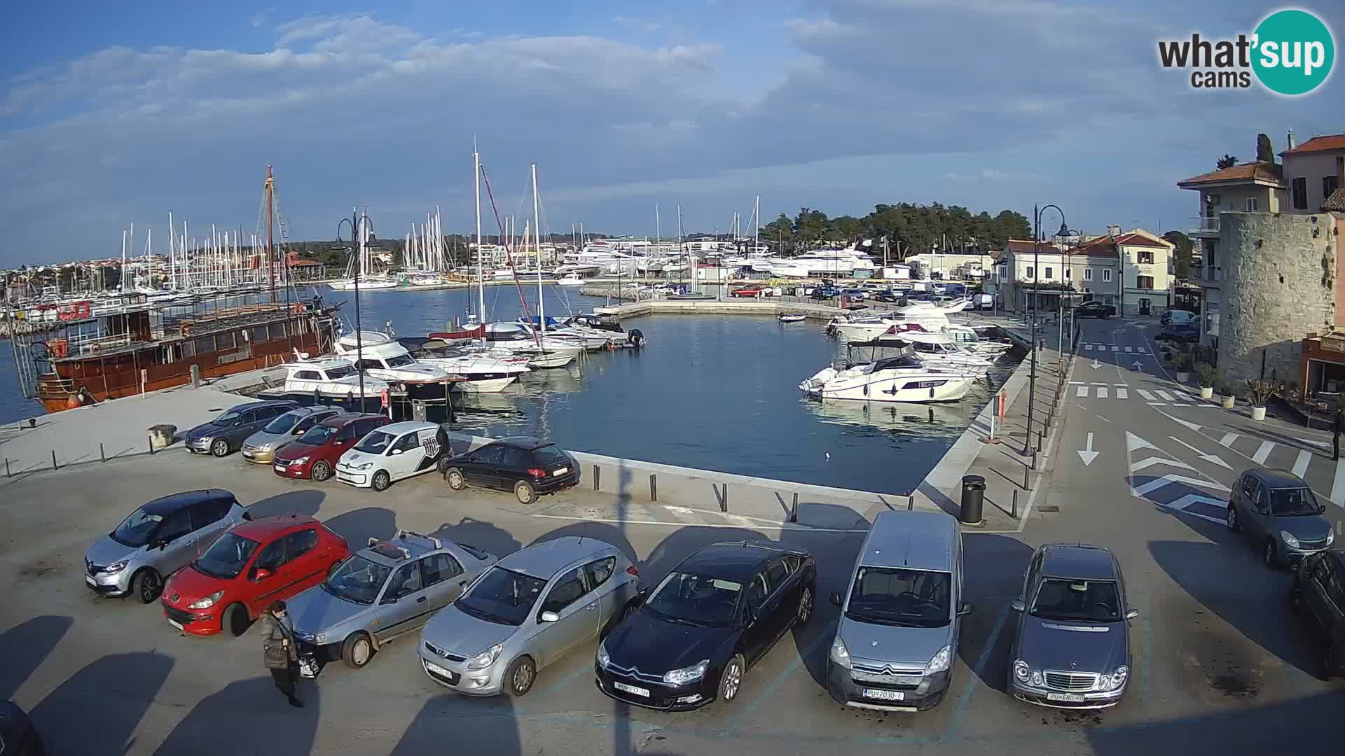 Novigrad | Porporela marina