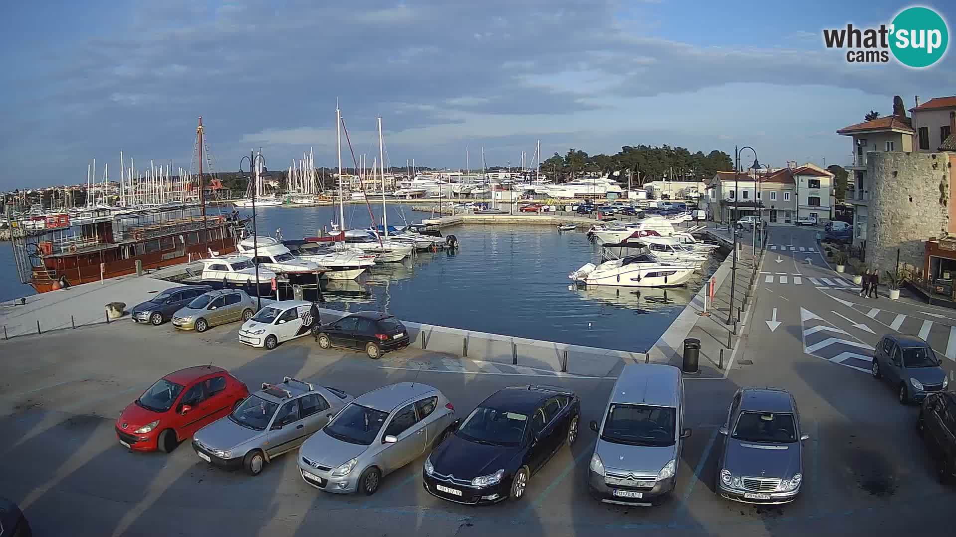 Novigrad | Porporela marina