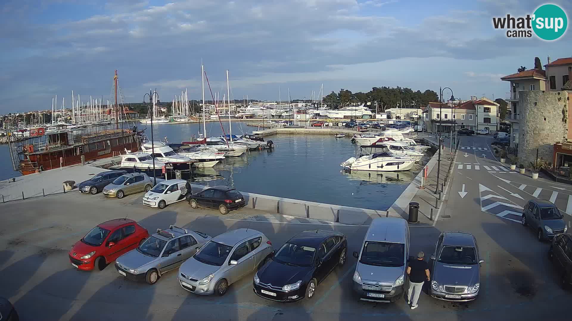 Novigrad | Porporela marina