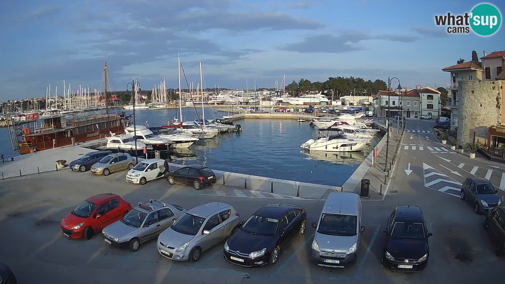 Novigrad | Porporela marina