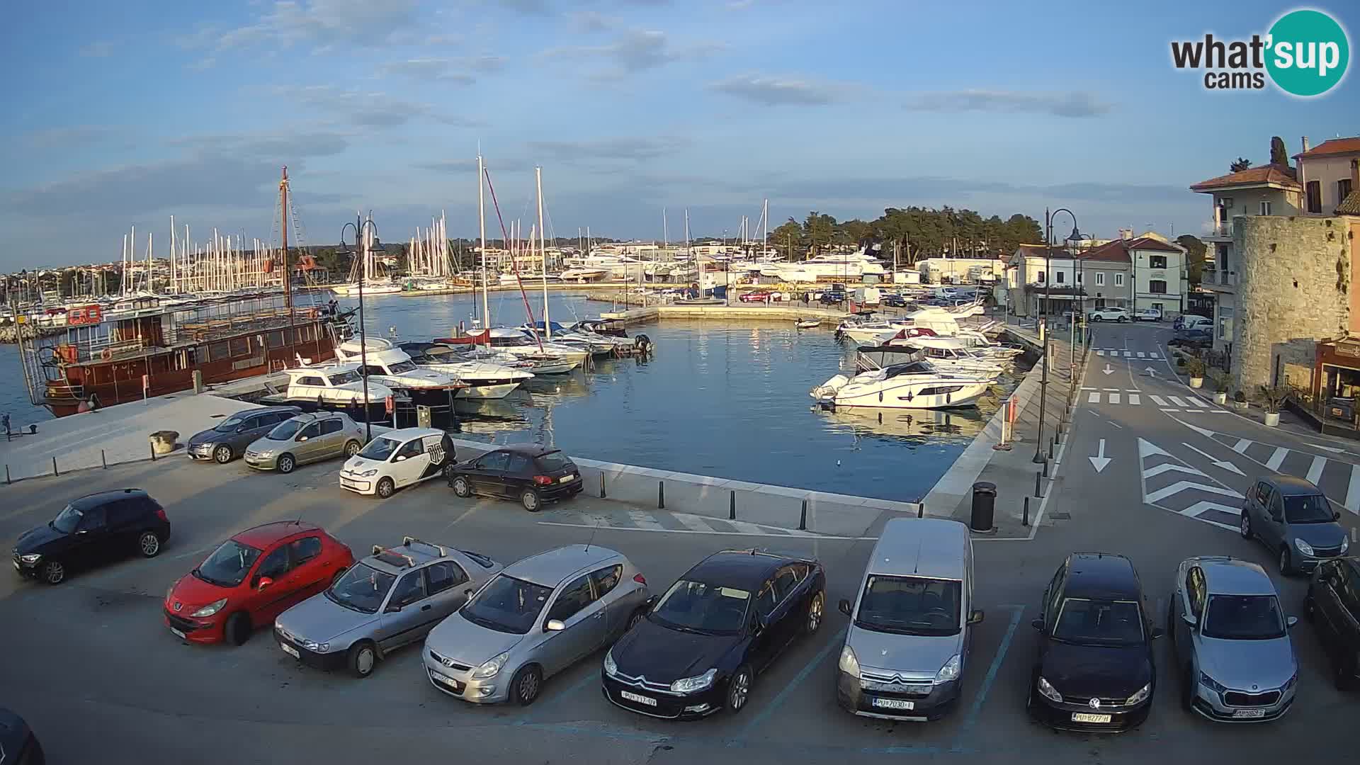 Novigrad | Porporela marina