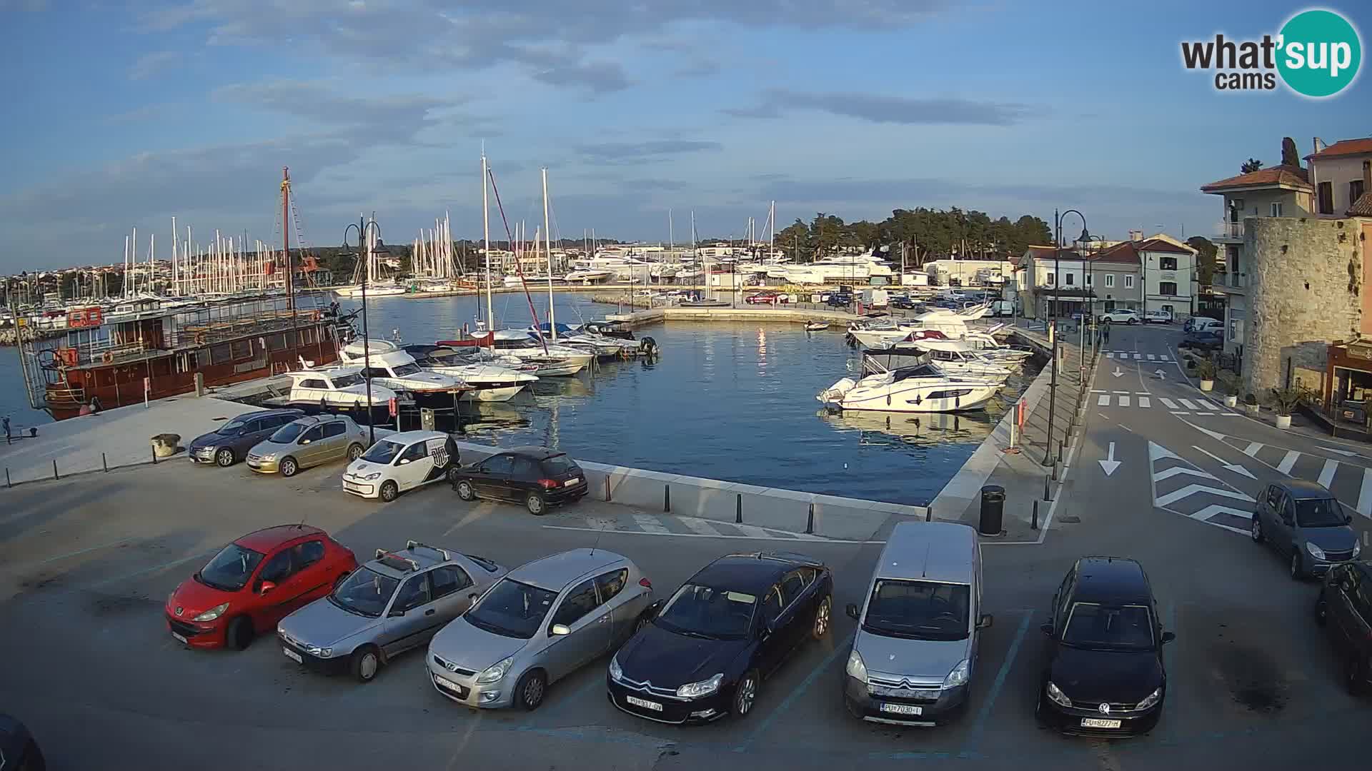 Novigrad | Porporela marina