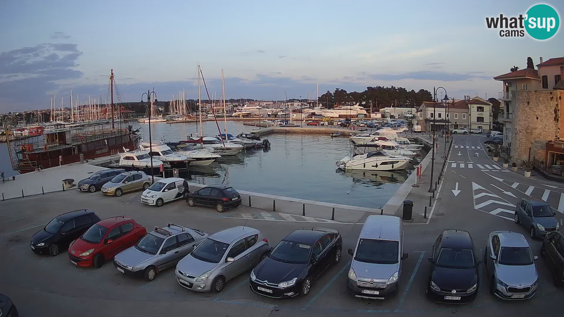 Novigrad | Porporela marina