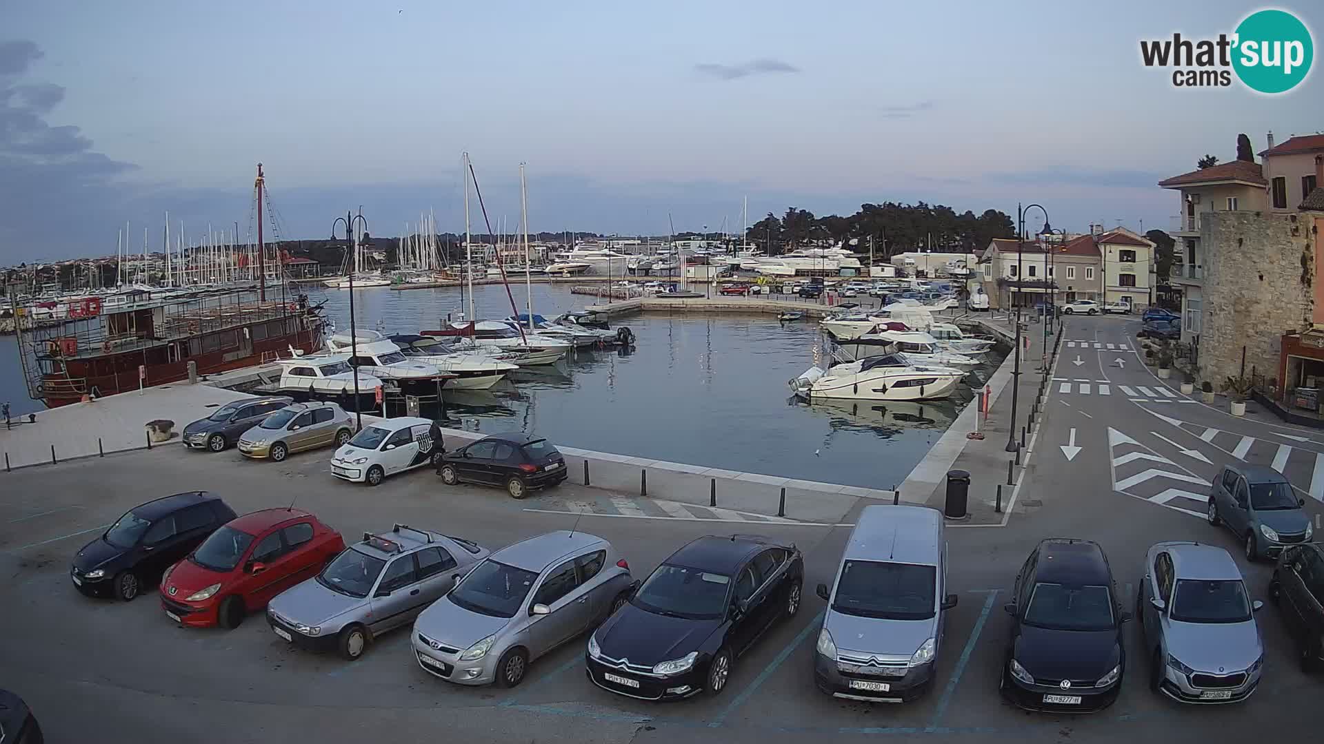 Novigrad | Porporela marina