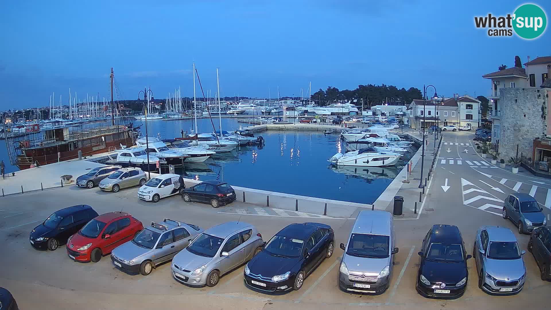 Novigrad | Porporela marina