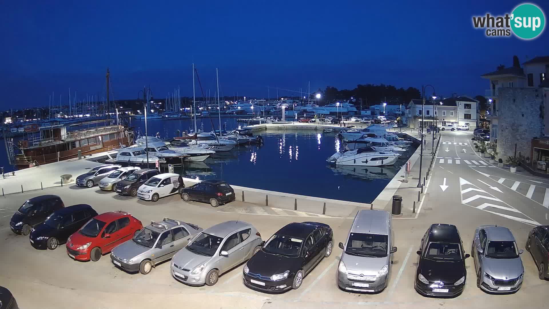 Novigrad | Porporela marina