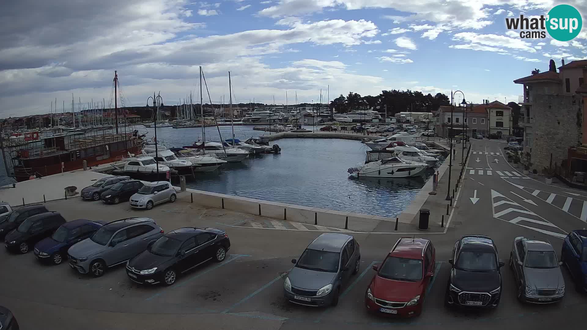 Novigrad | Porporela marina