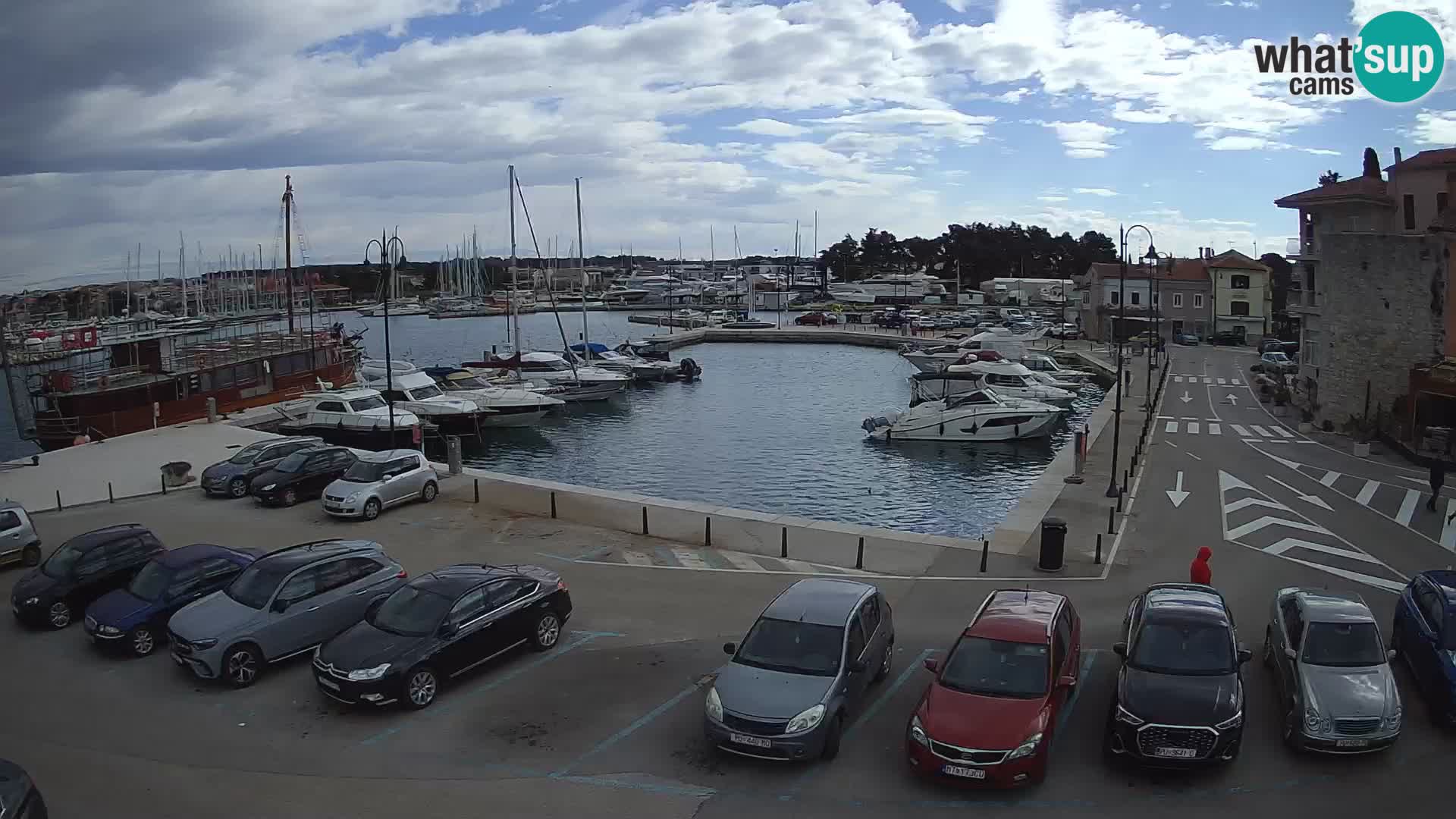 Novigrad | Porporela marina