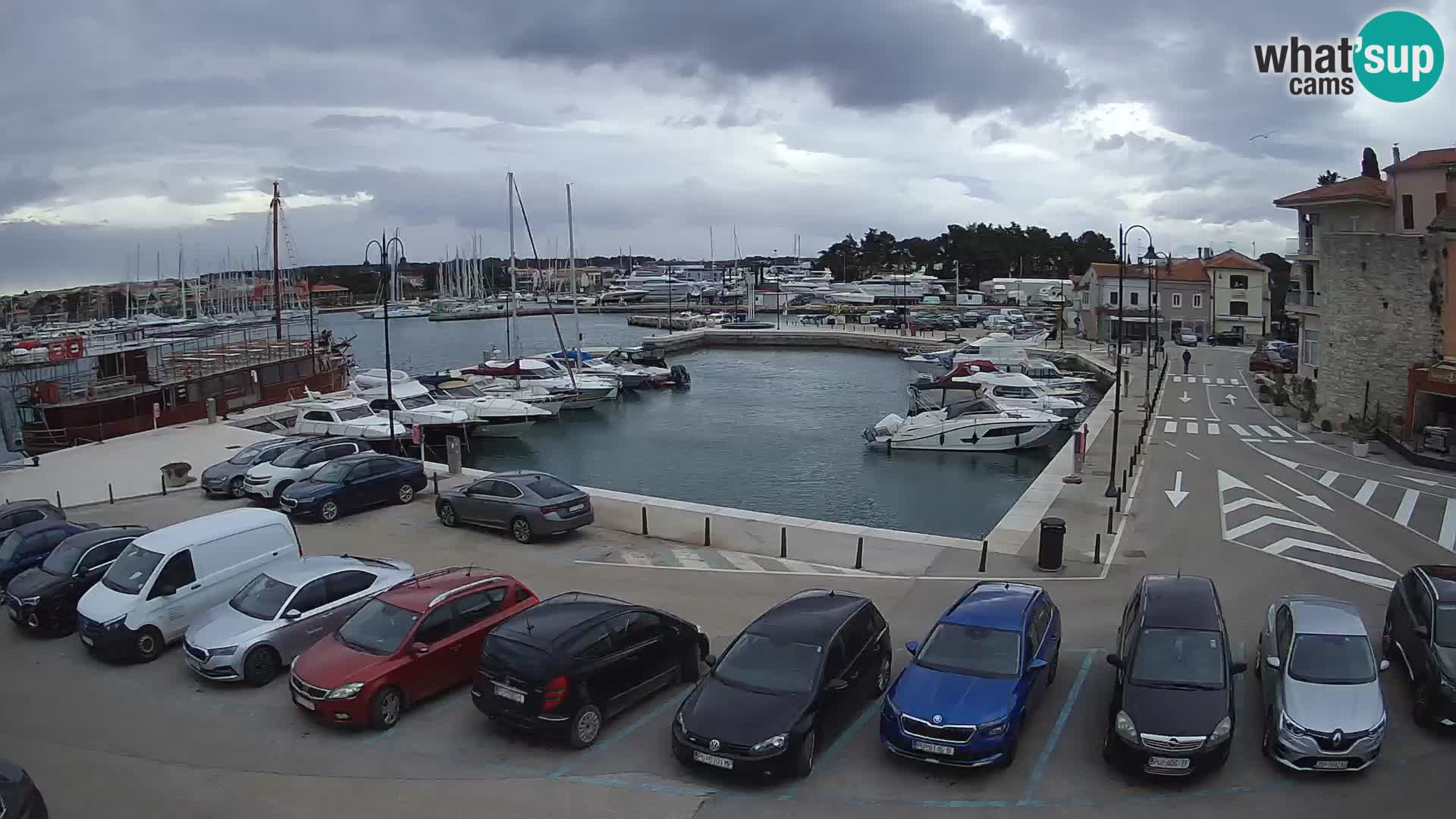 Novigrad | Porporela marina