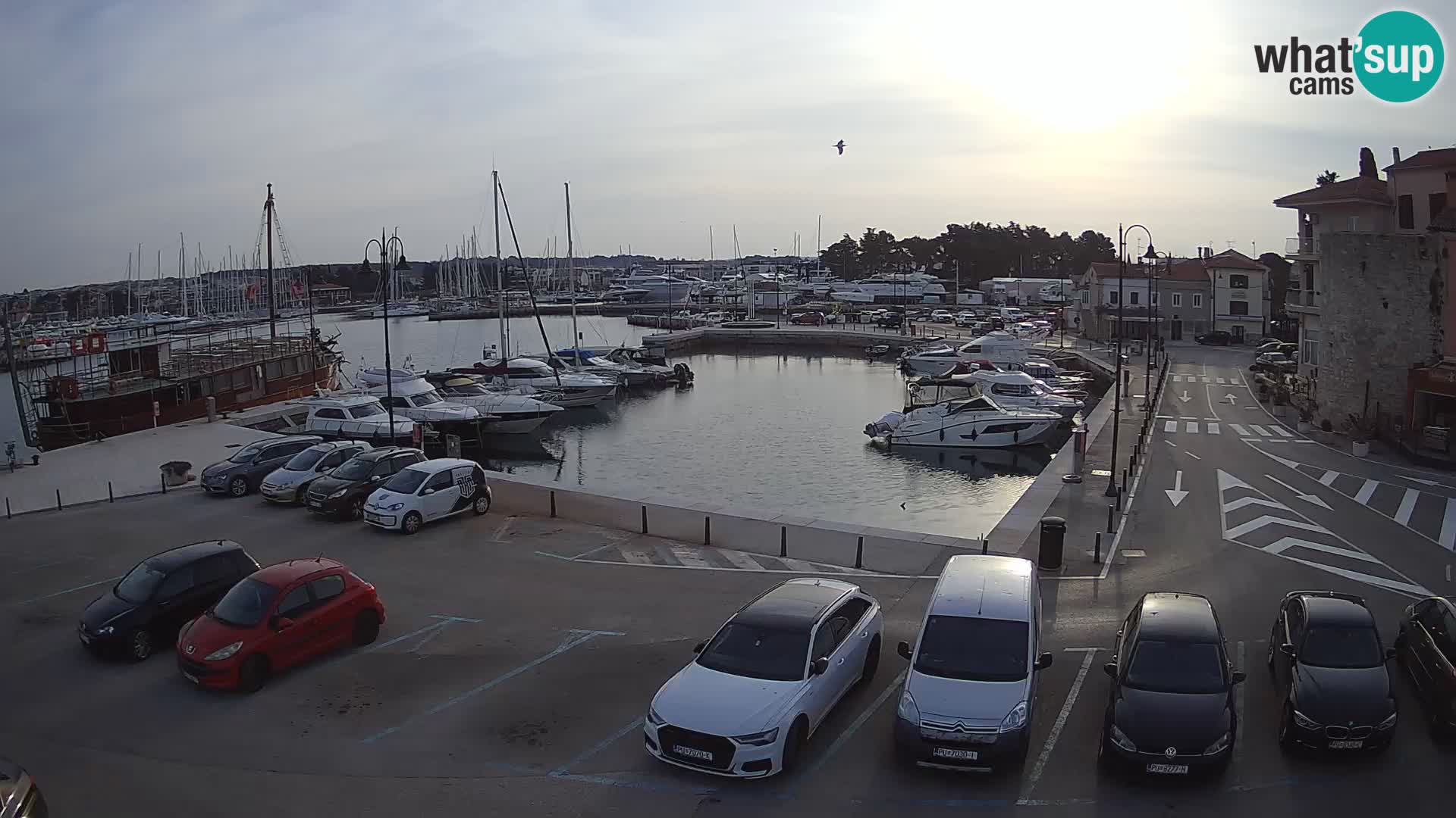 Novigrad | Porporela marina