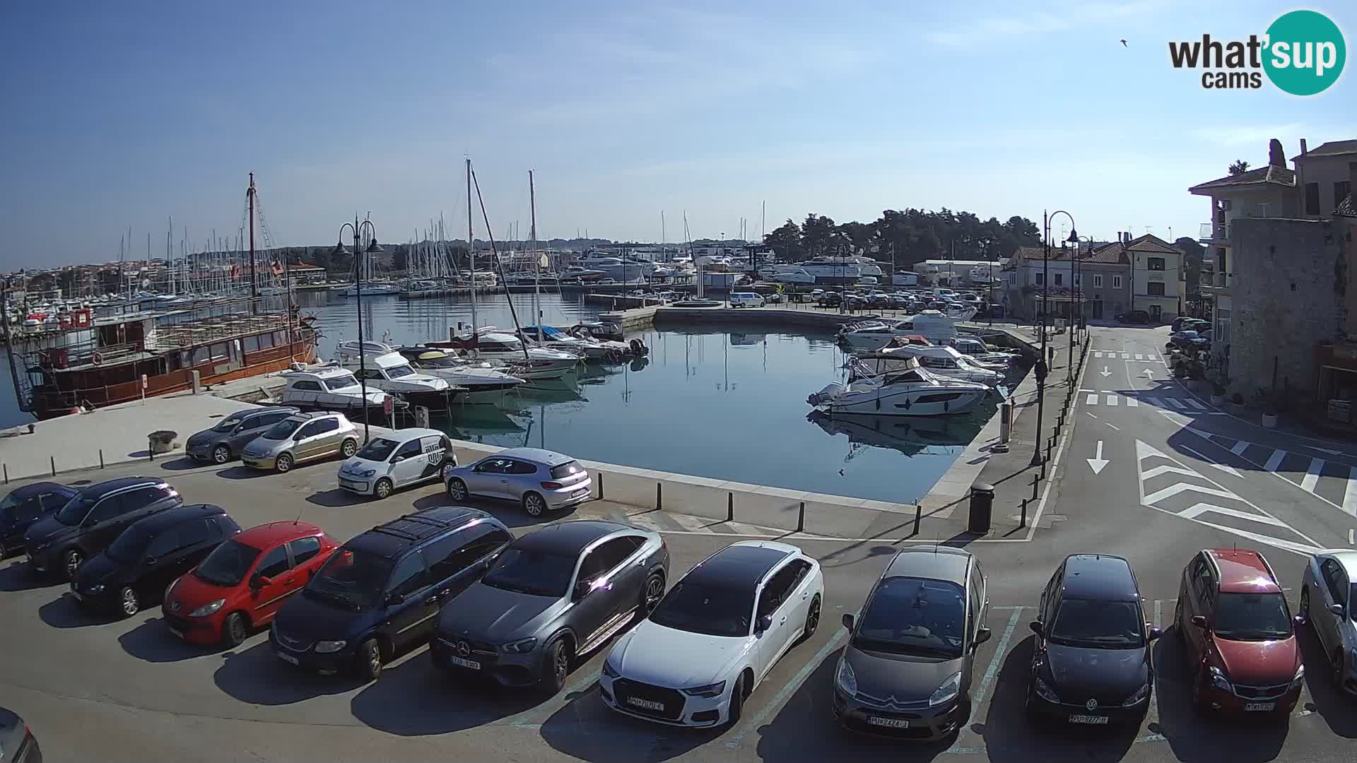 Novigrad | Porporela marina