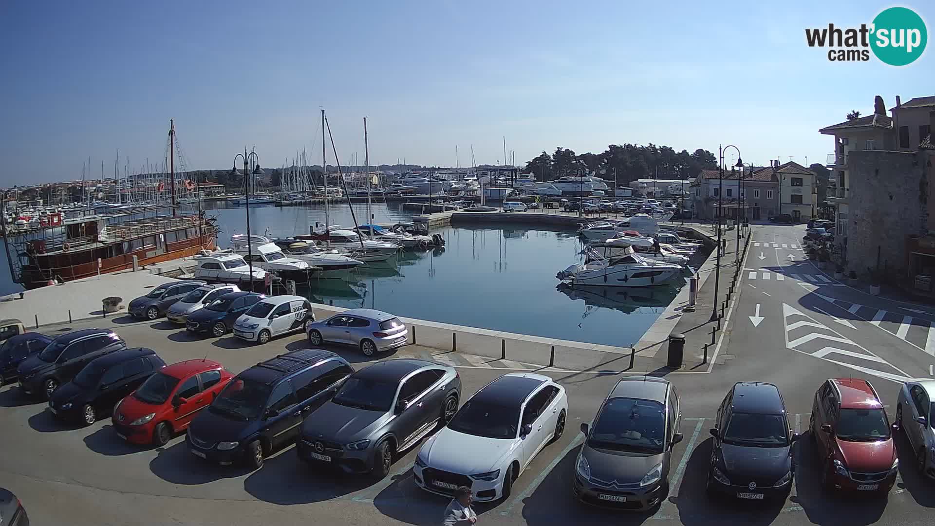 Novigrad | Porporela marina