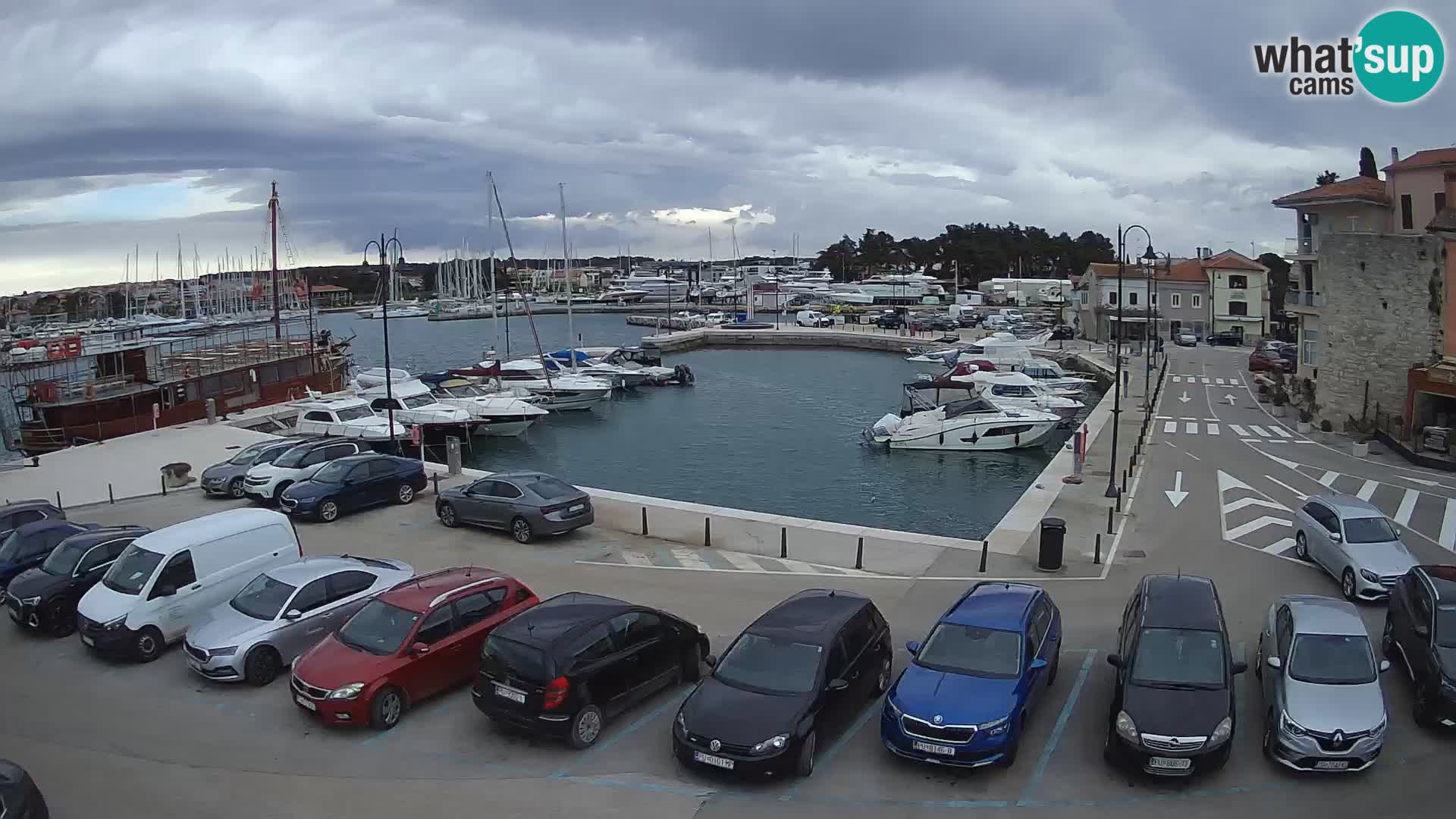 Novigrad | Porporela marina