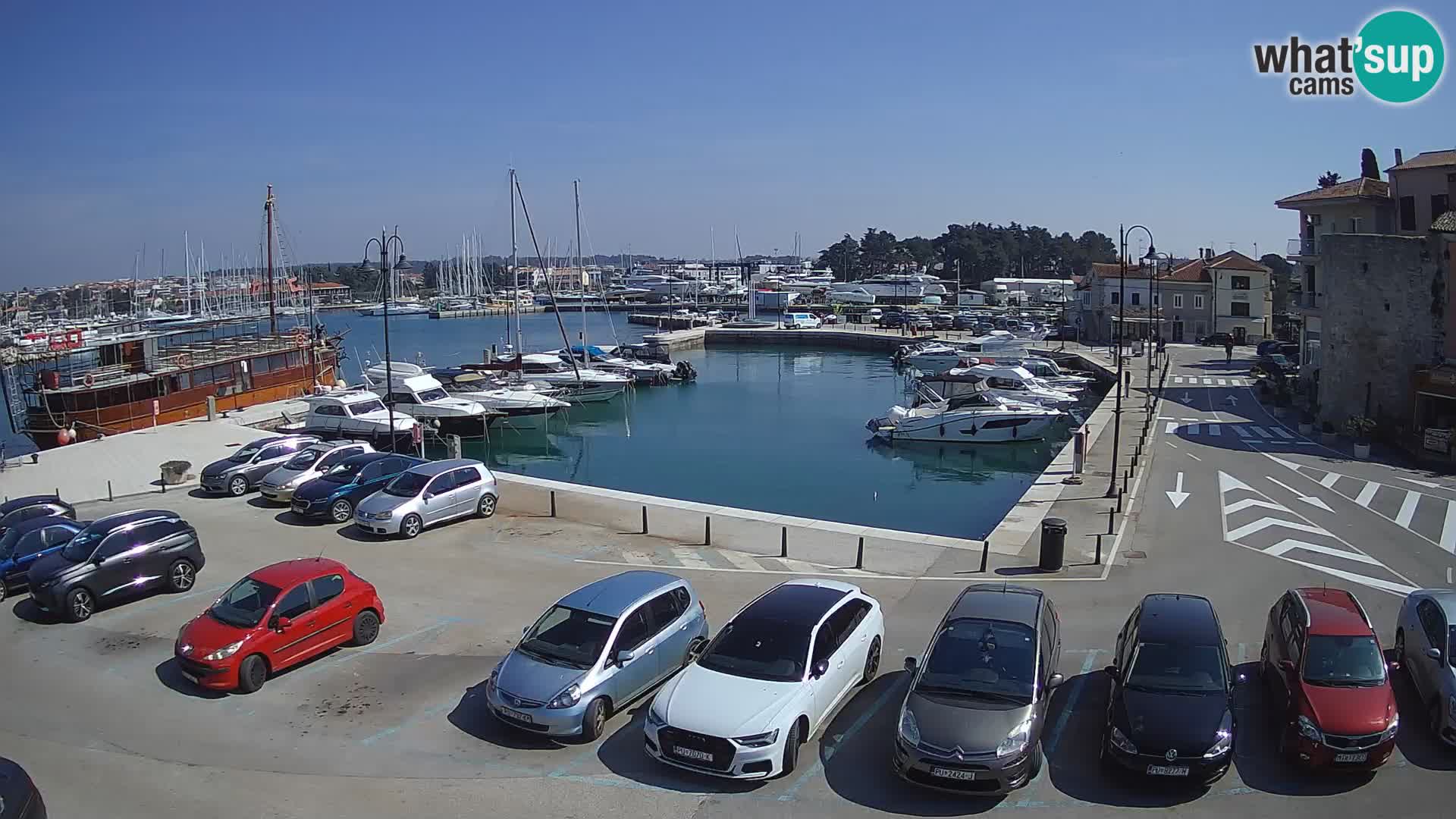 Novigrad | Porporela marina