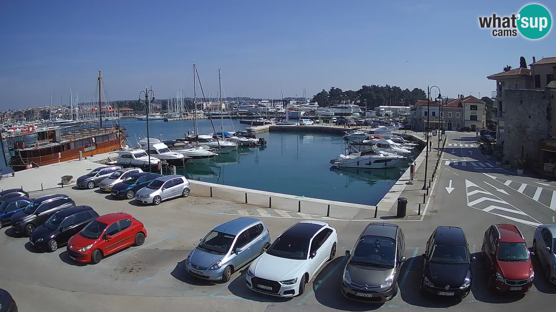 Novigrad | Porporela marina