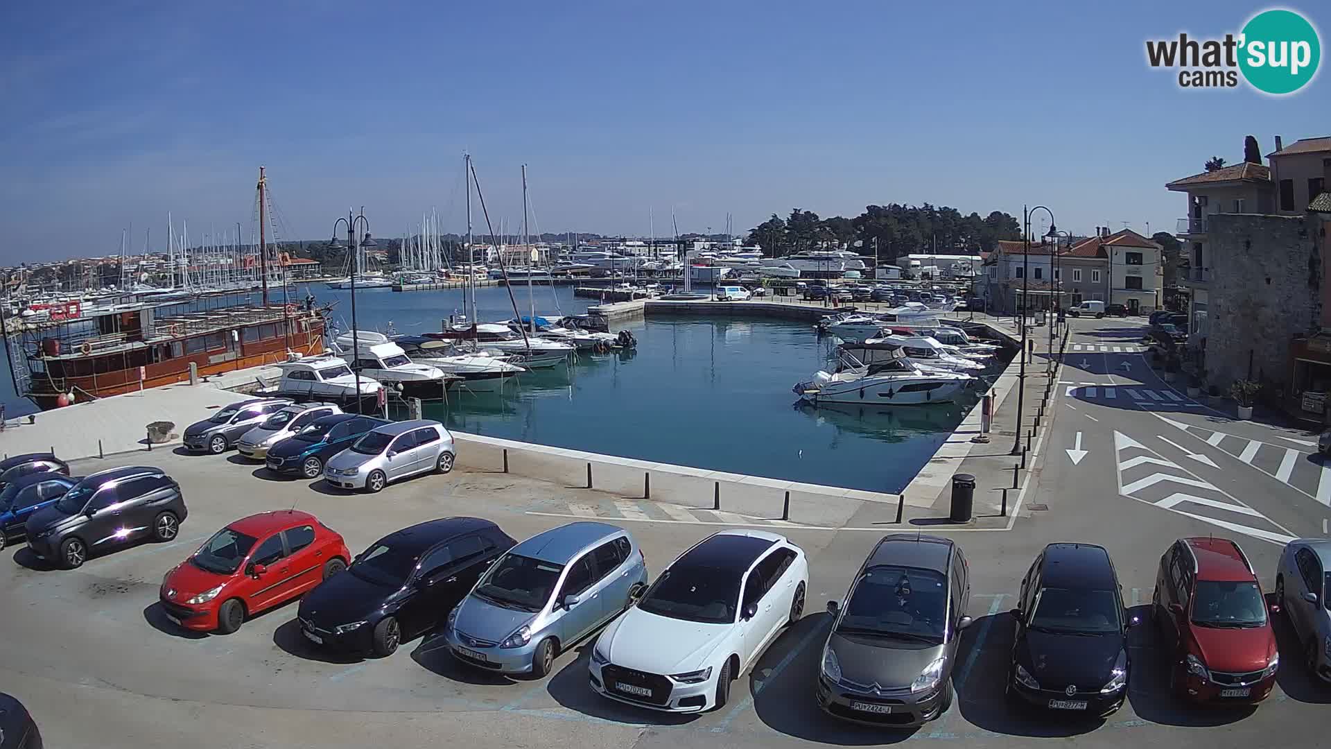 Novigrad | Porporela marina