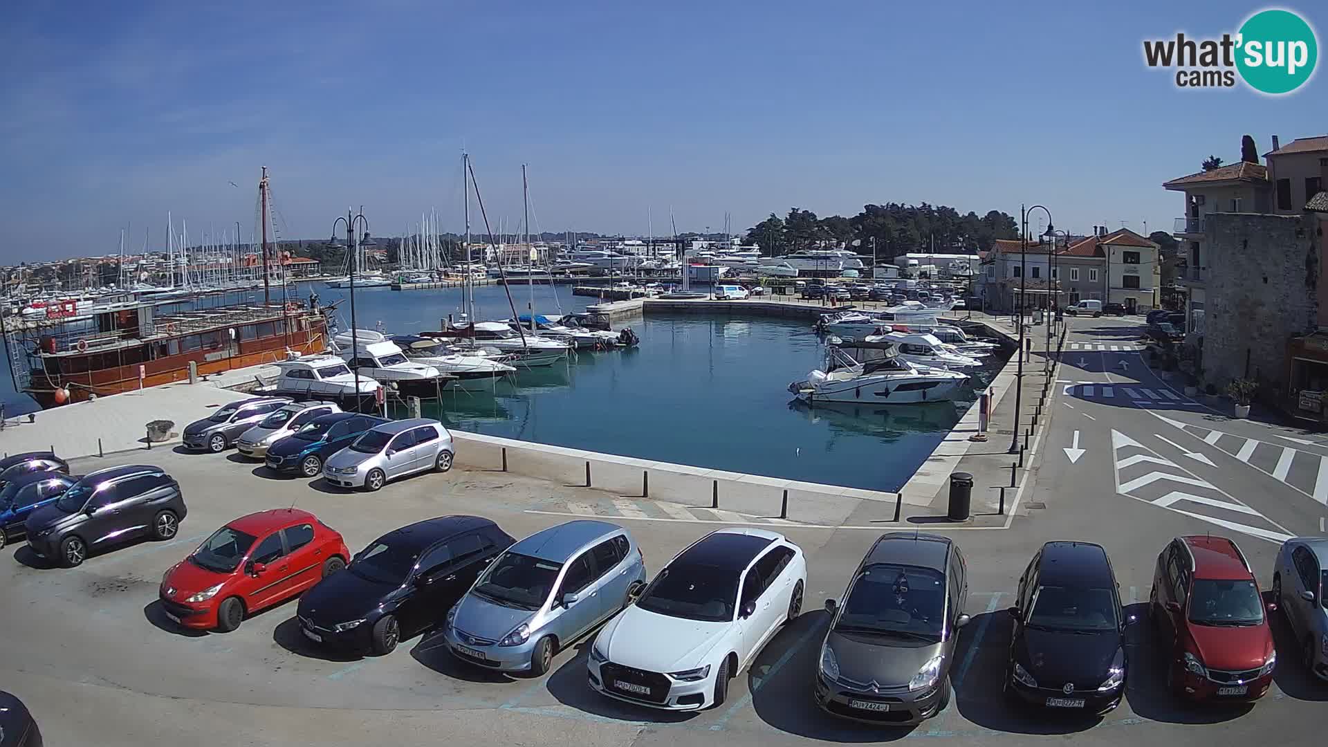 Novigrad | Porporela marina