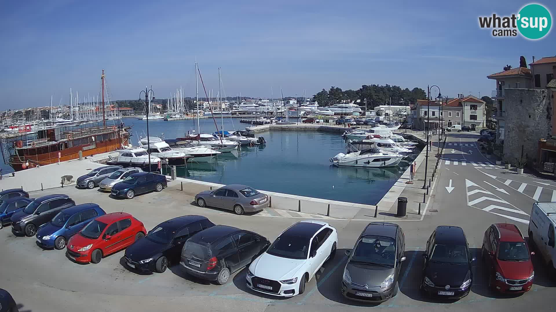 Novigrad | Porporela marina