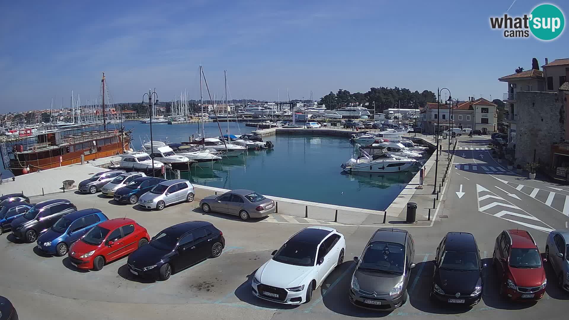 Novigrad | Porporela marina