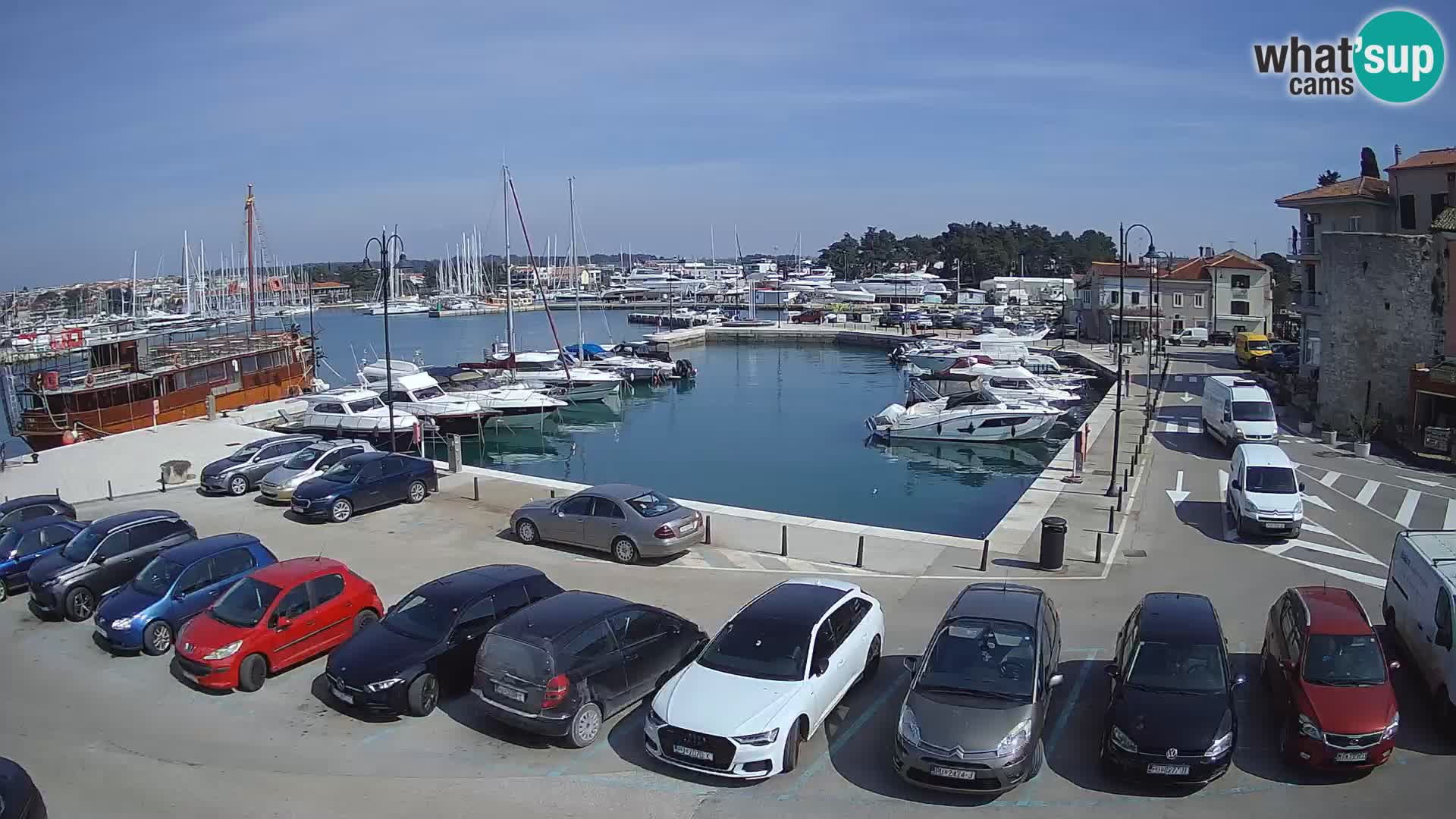 Novigrad | Porporela marina